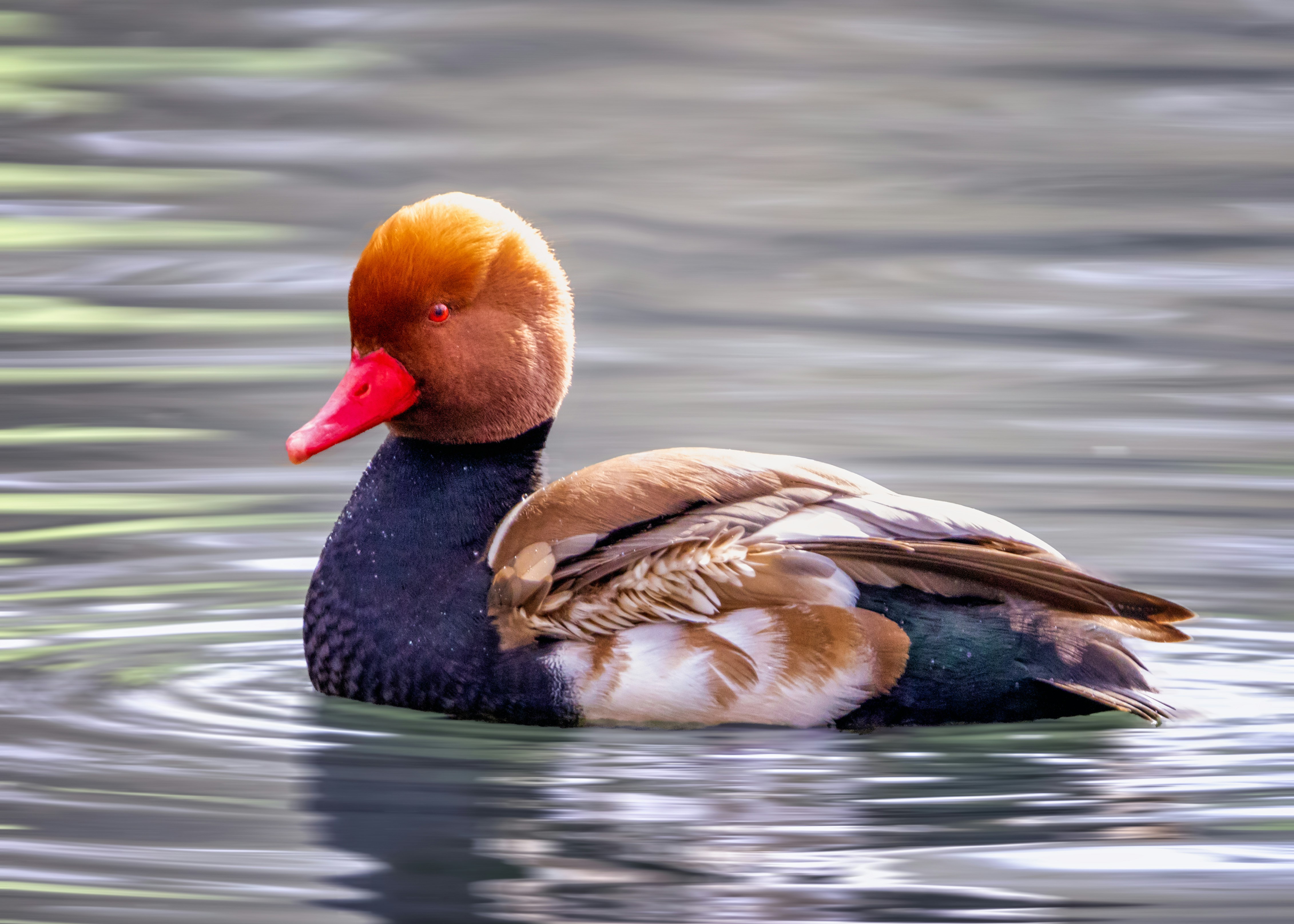 A red-crested pochard swims calmly in the water.