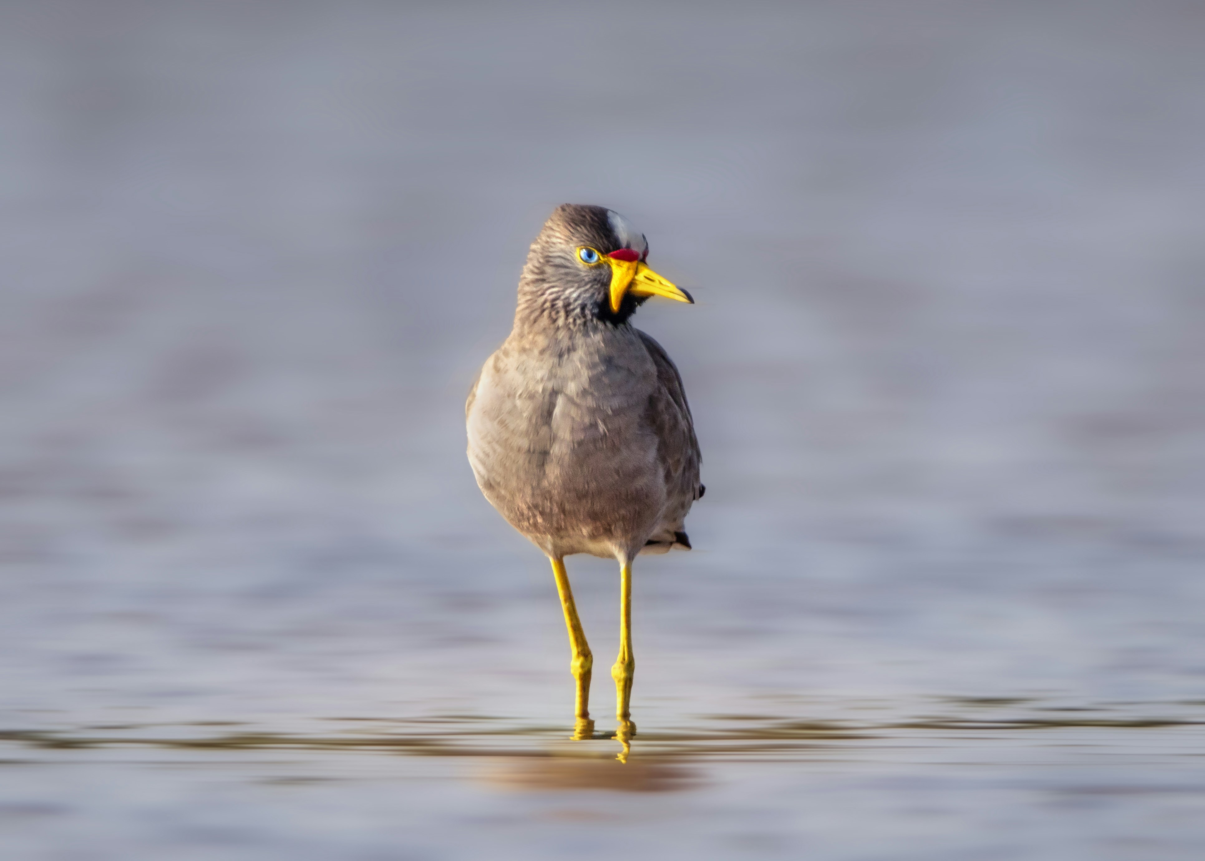 A bird stands in water with a yellow beak.