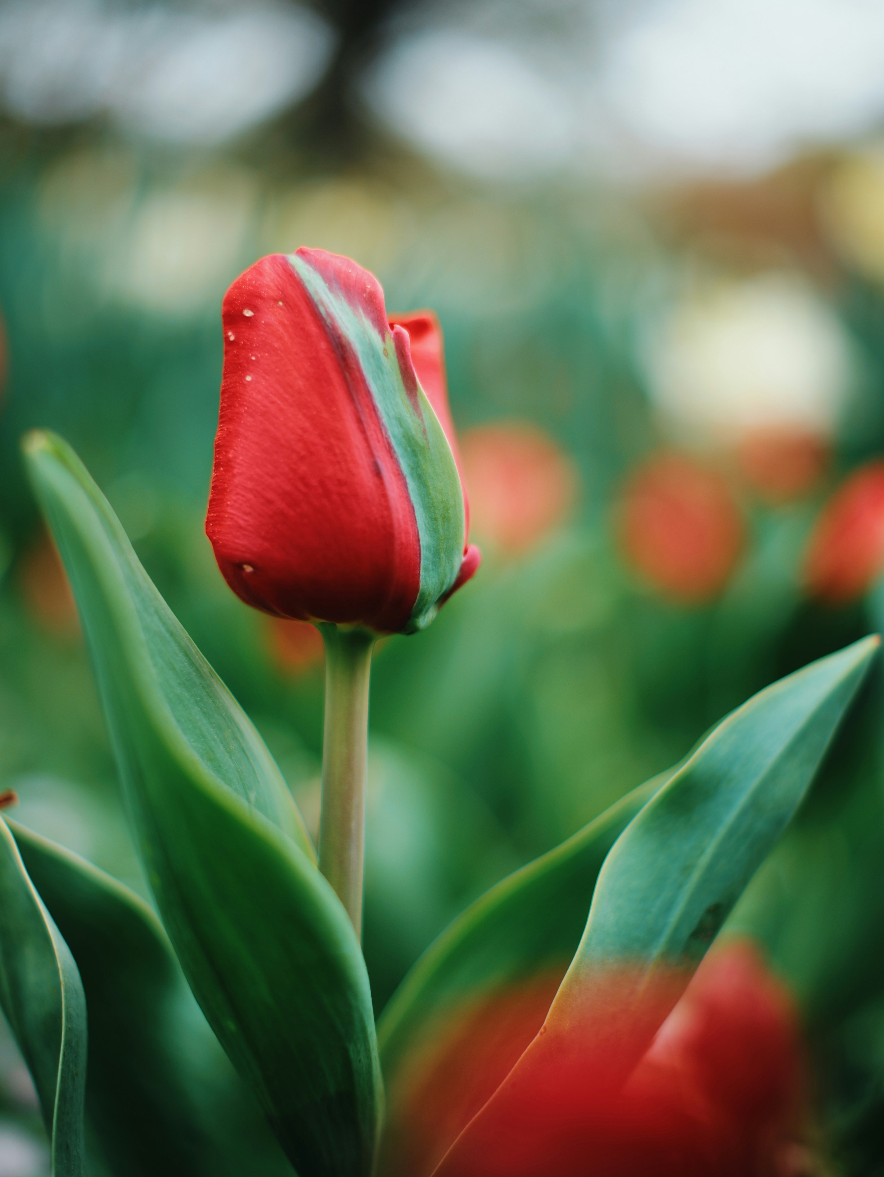 Photo by aaronburden