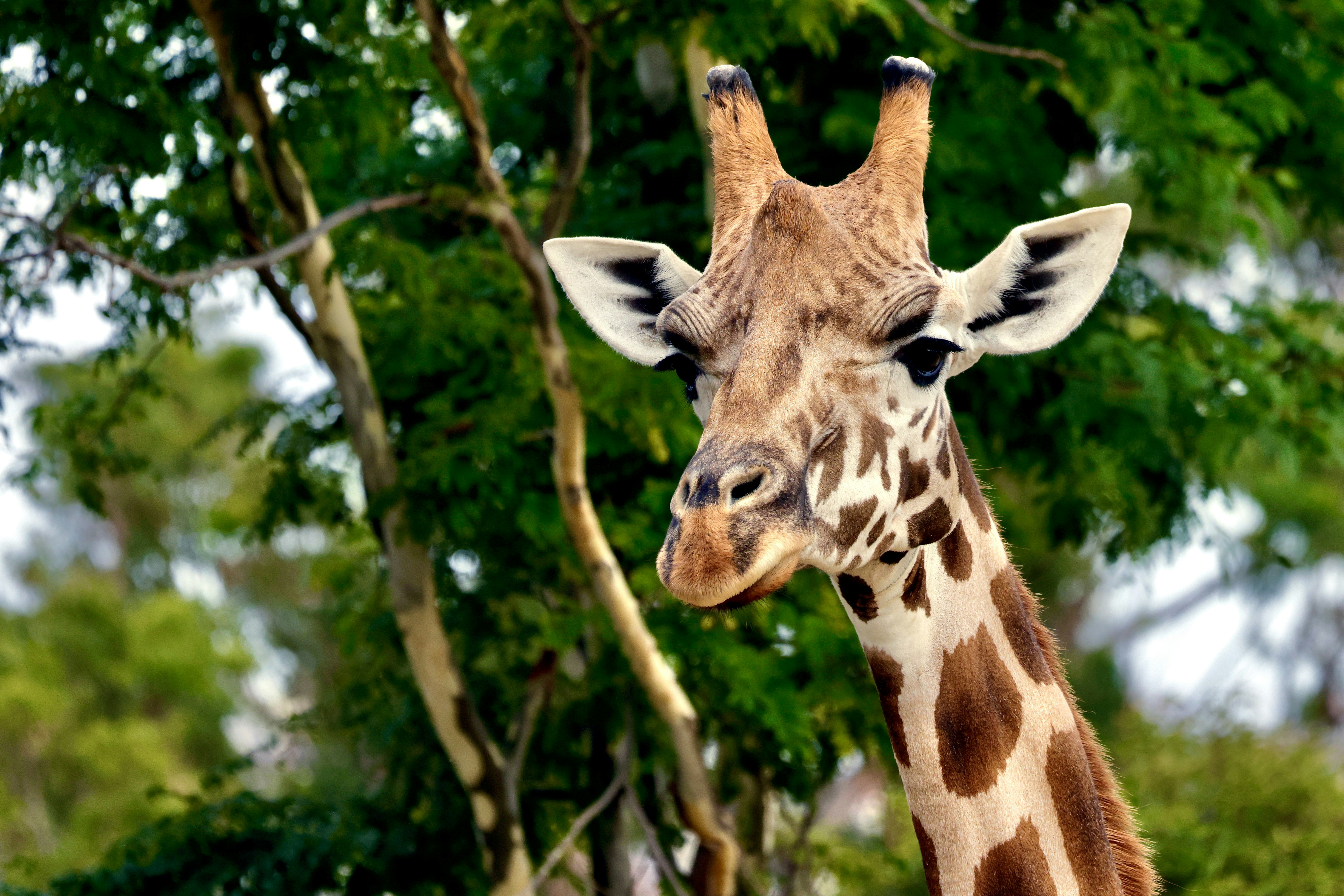 A giraffe poses in front of some trees.