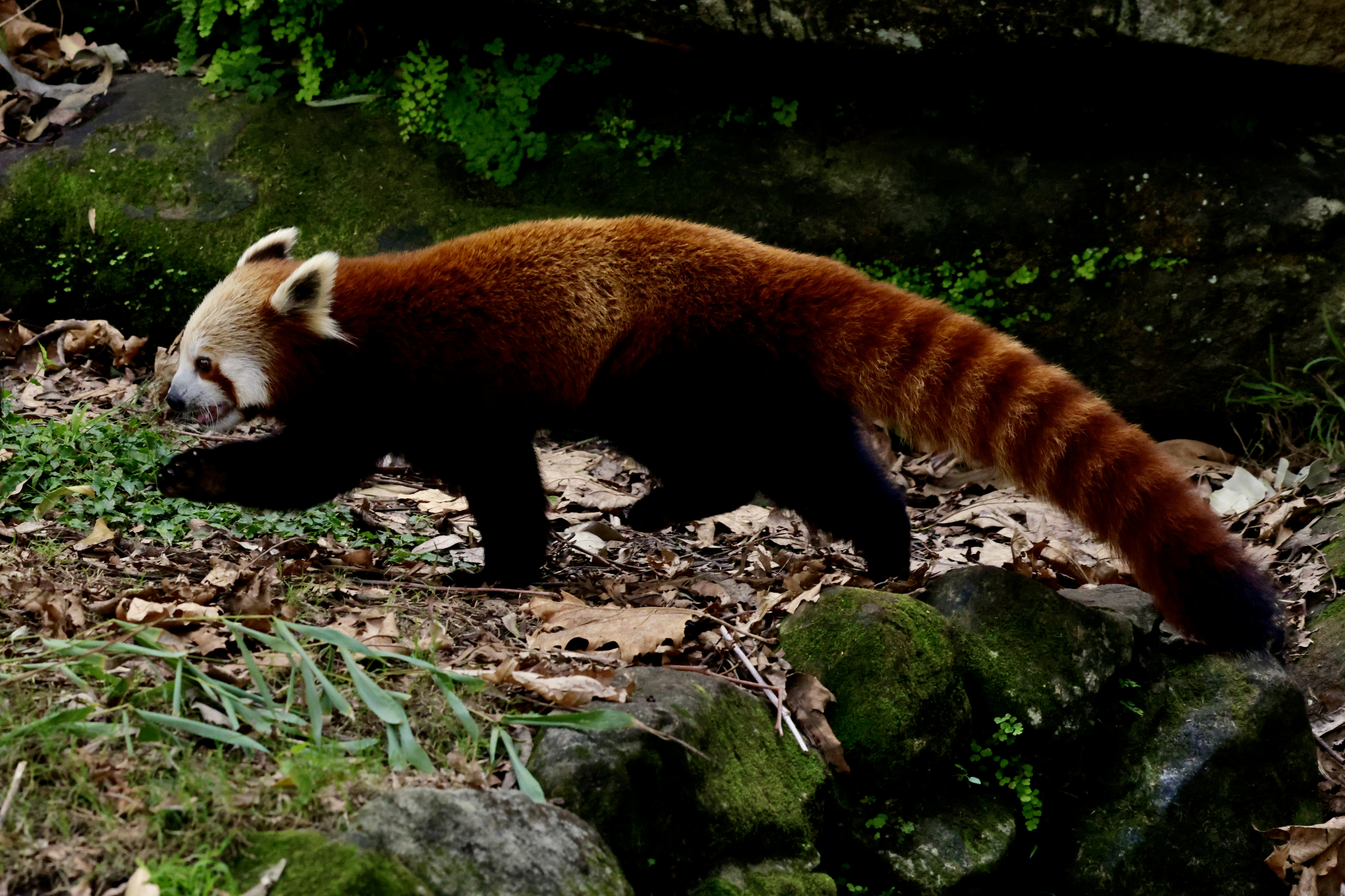 A red panda walks across some rocks. photo – Free Image on Unsplash