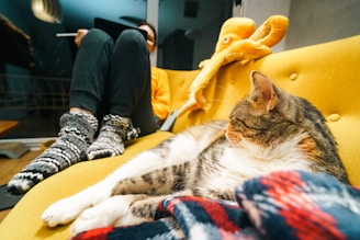 A cat lounges with a person and a toy octopus.