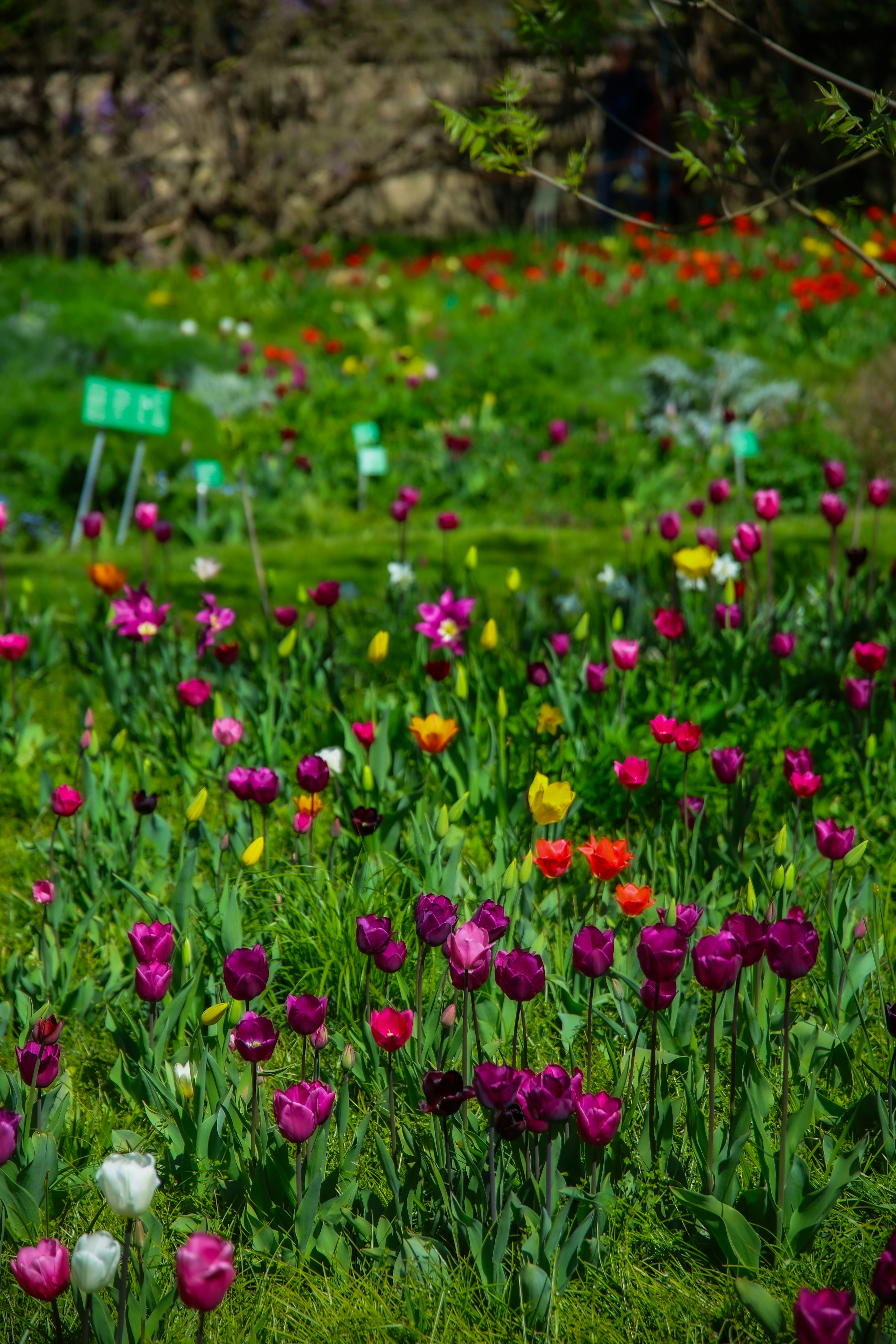 Photo by santosh_ghimire2021