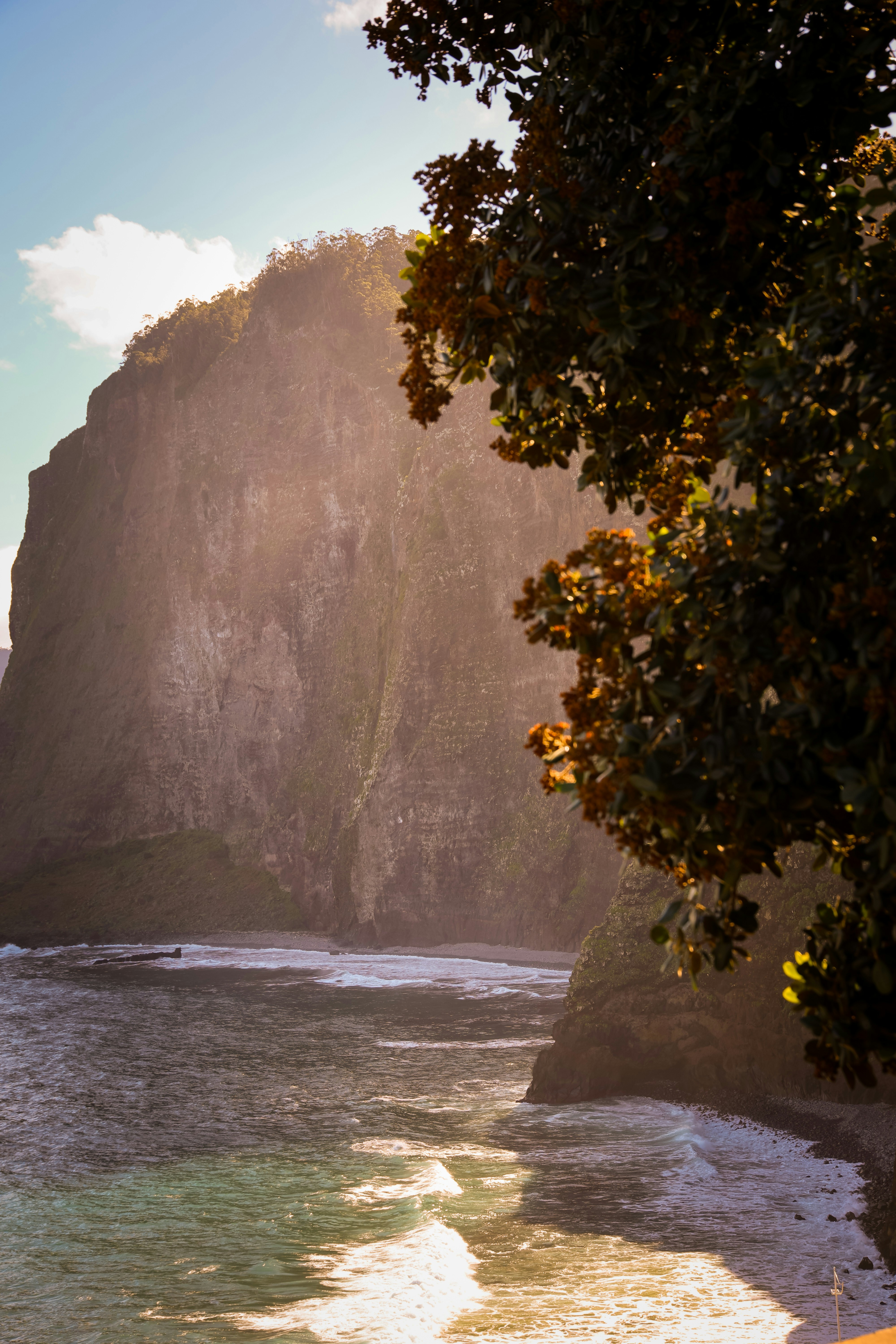 Cliffside meets ocean, partially framed by a tree.
