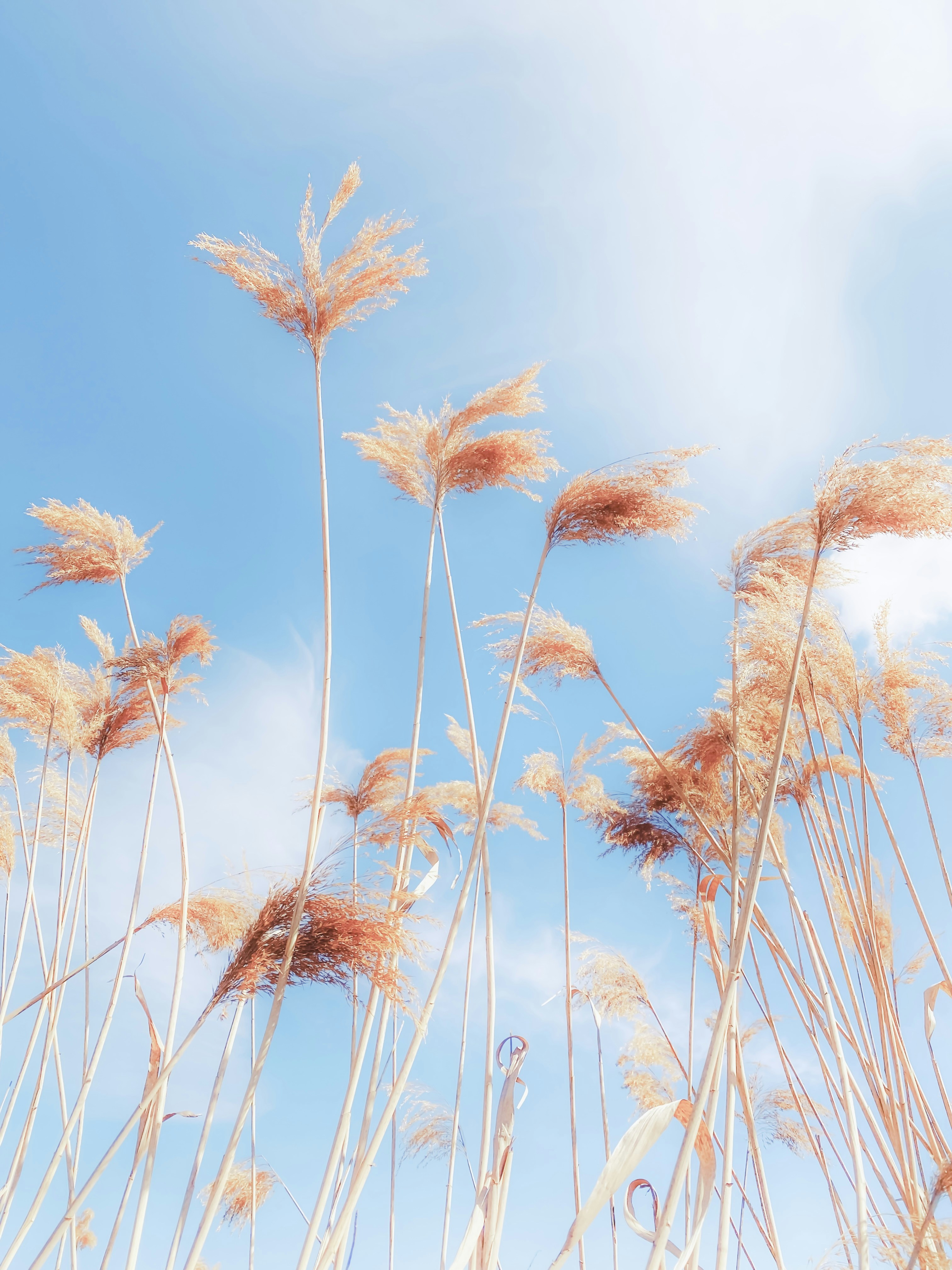 Dry grasses sway against a clear, blue sky.