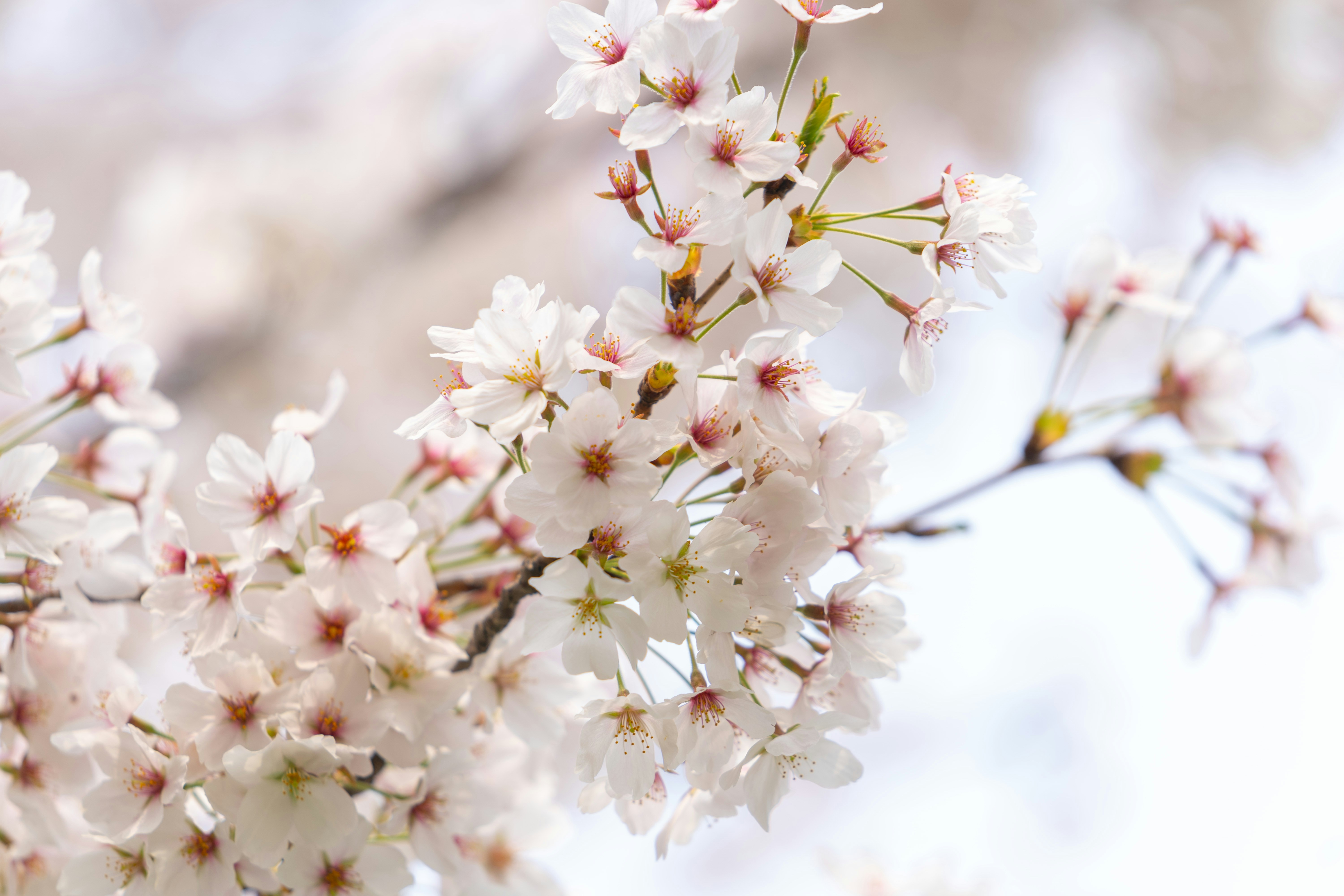 Photo by nunnunannalala