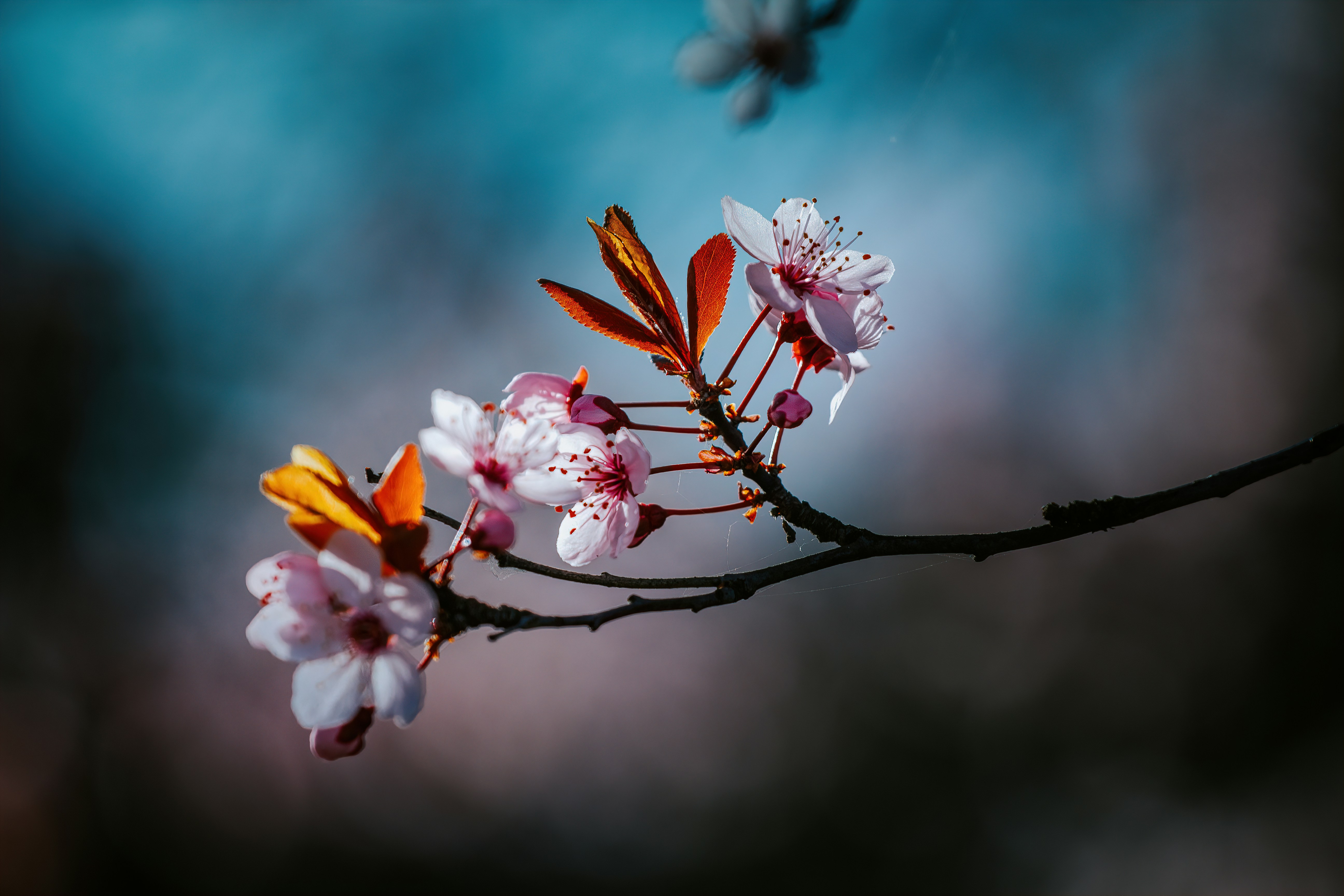 Delicate pink flowers bloom on a branch.