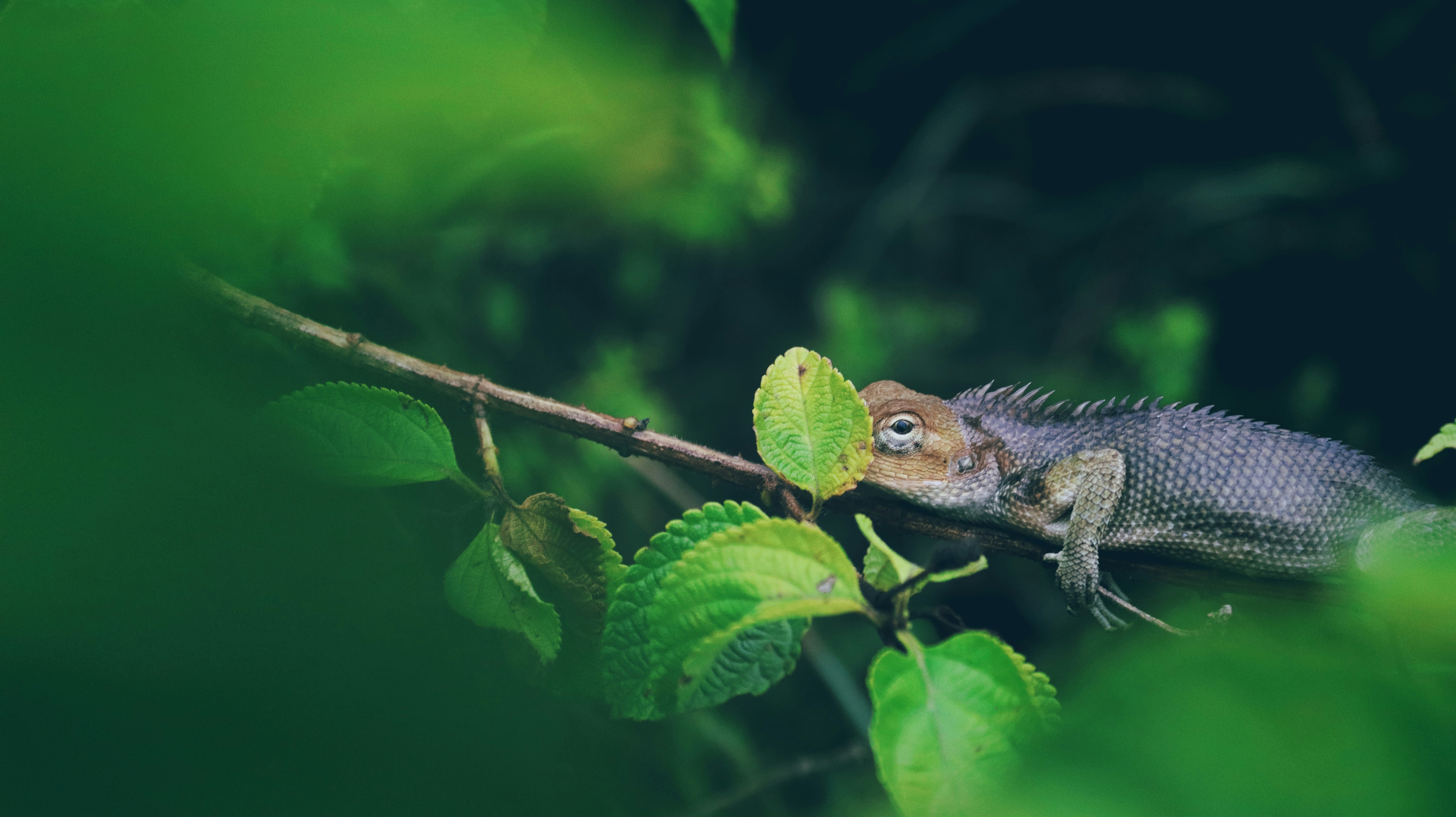 A chameleon is perched on a branch.