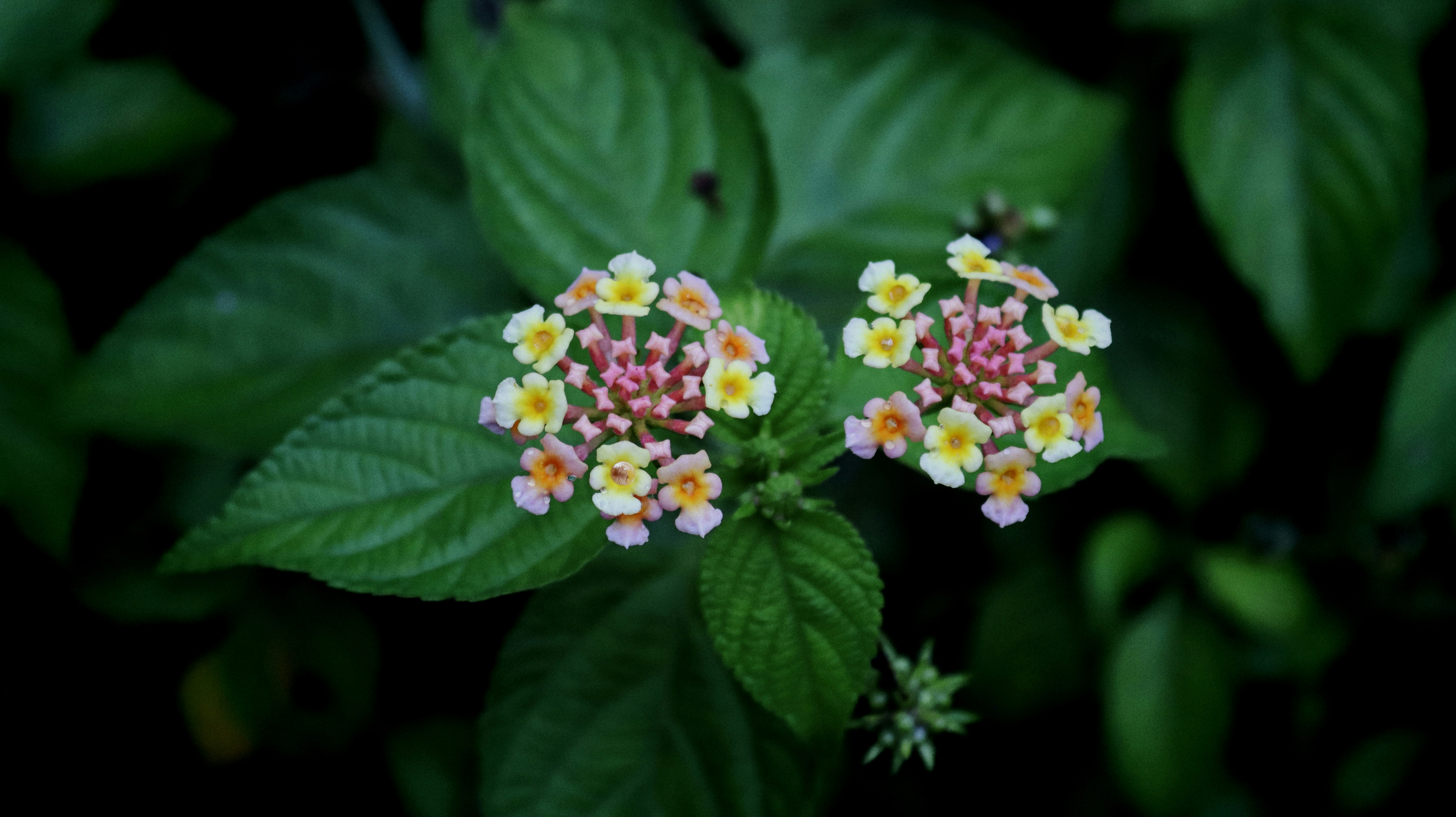 Photo by sussidip