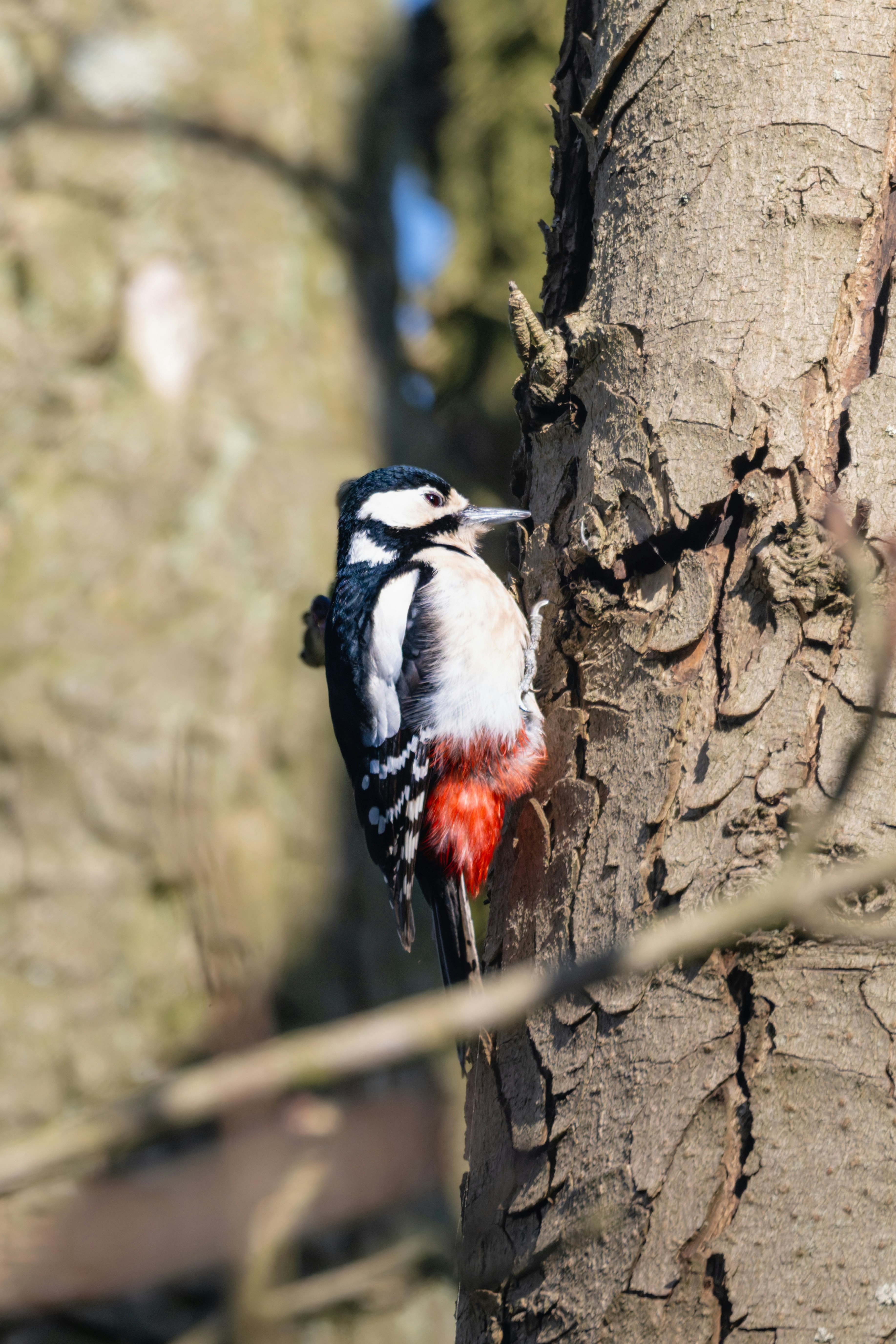 Photo by siegfriedpoepperl