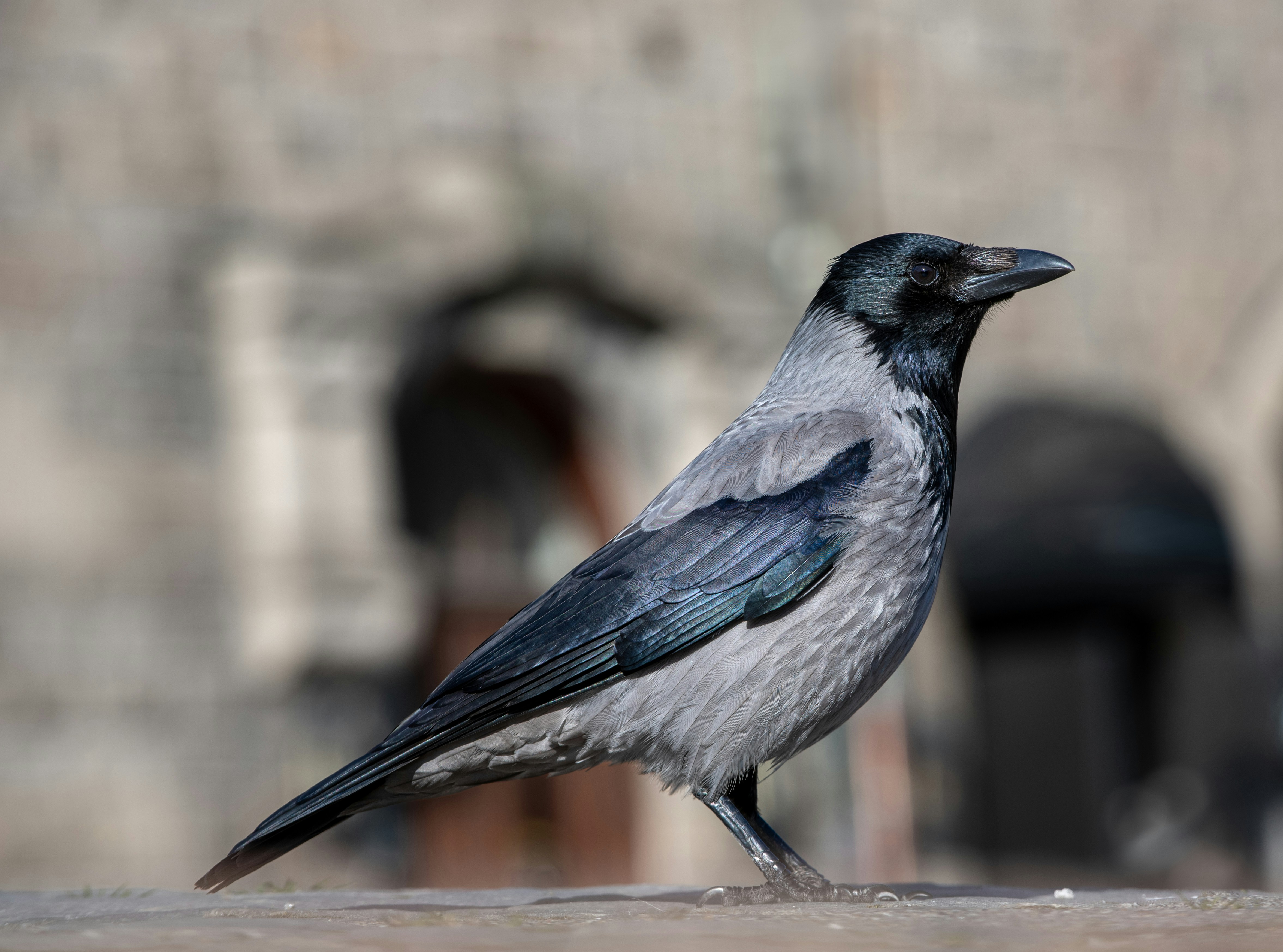 A grey crow stands in the light.
