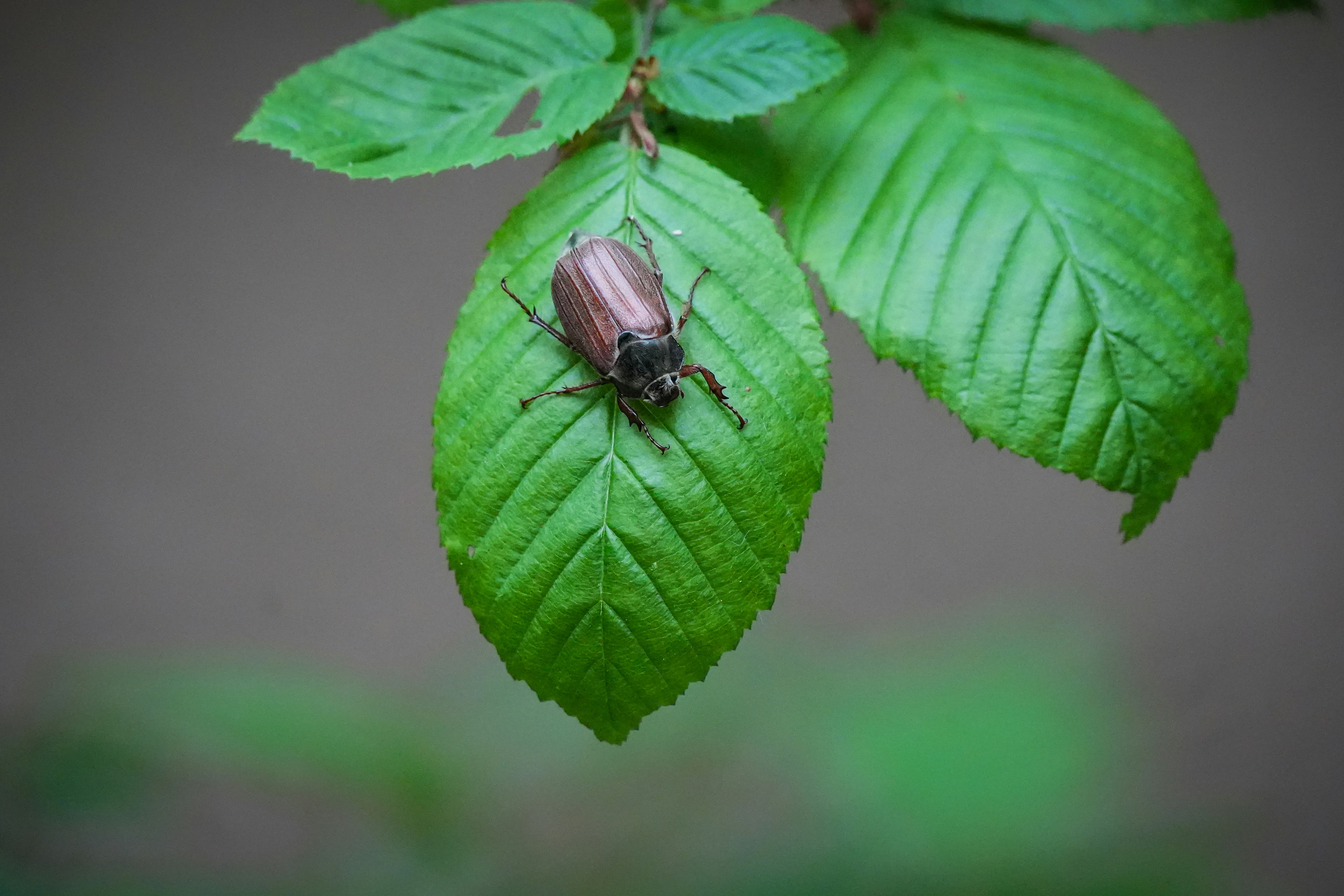 The Plant Species That Fight Back (image credits: unsplash)