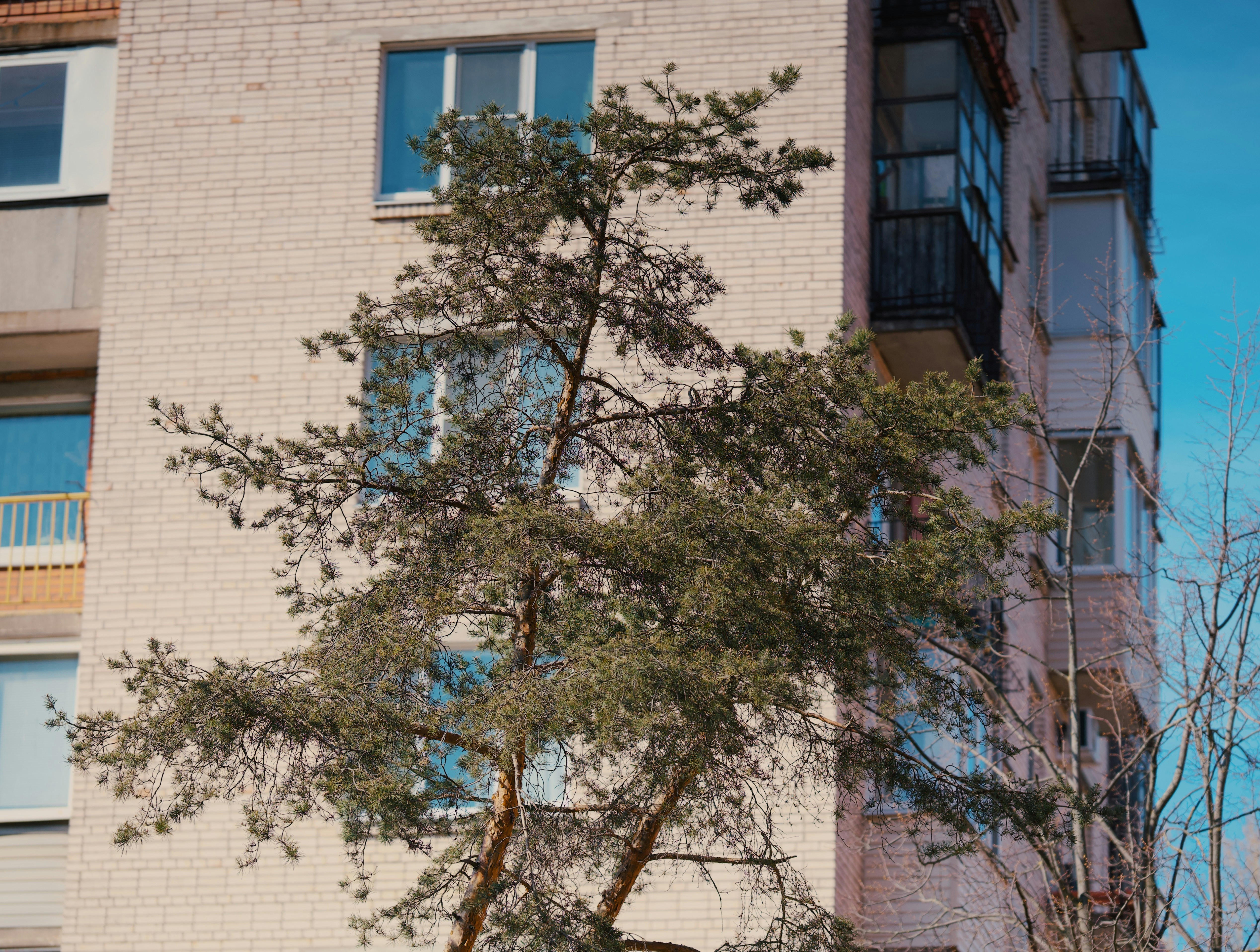 Large tree near a building in a confined space, requiring careful removal - tree removal manchester