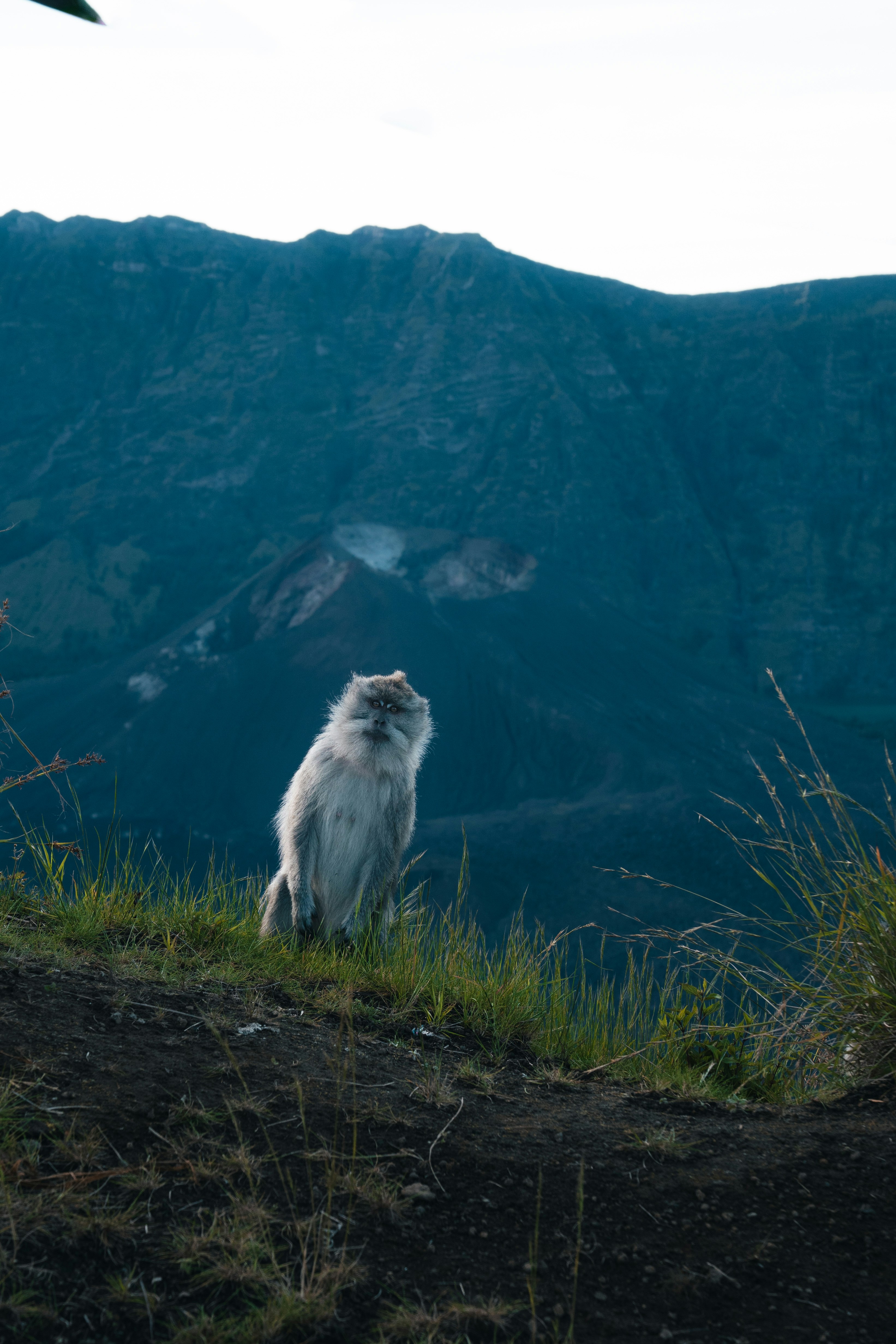 A fluffy animal gazes toward the mountain.