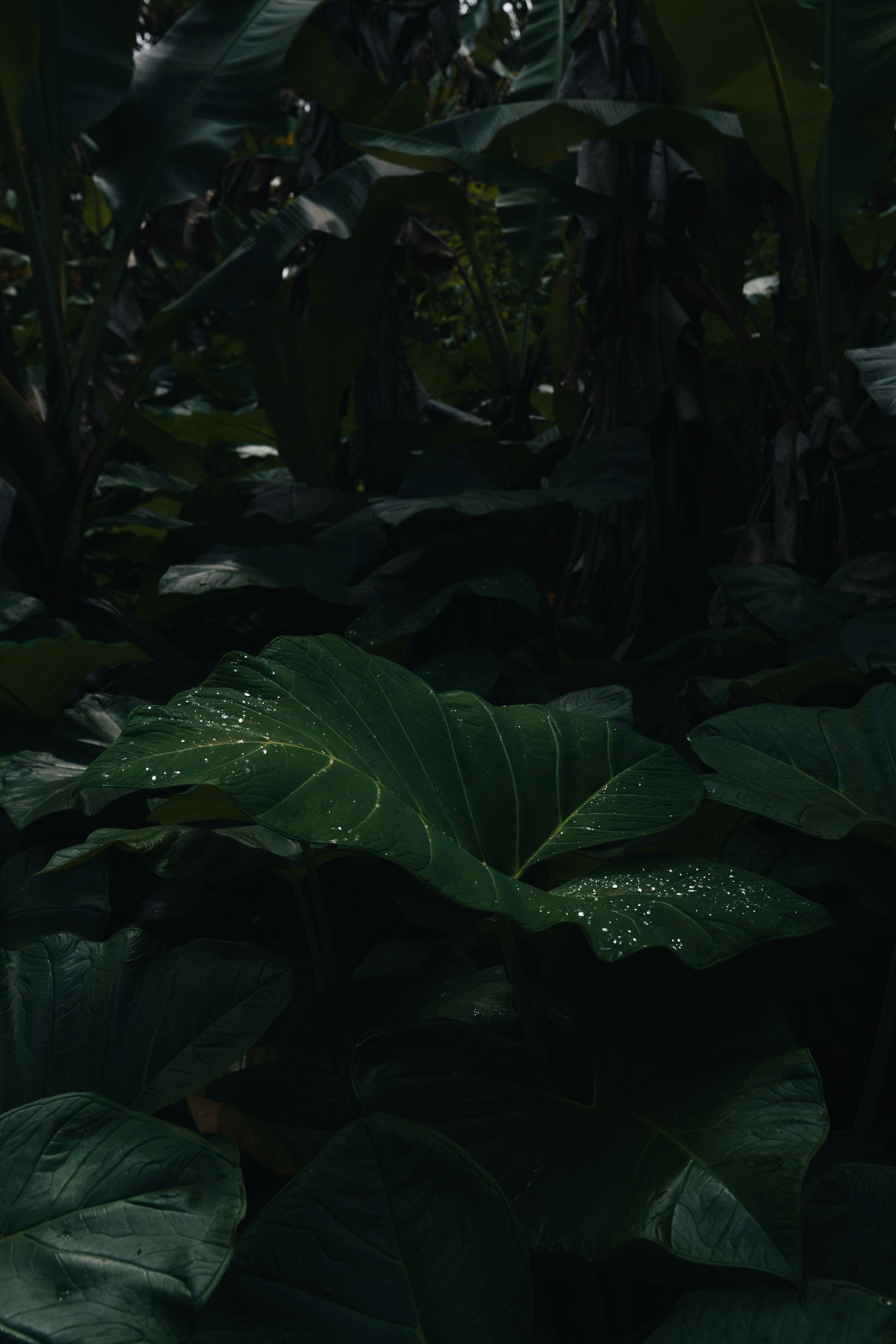 観葉植物 おしゃれ