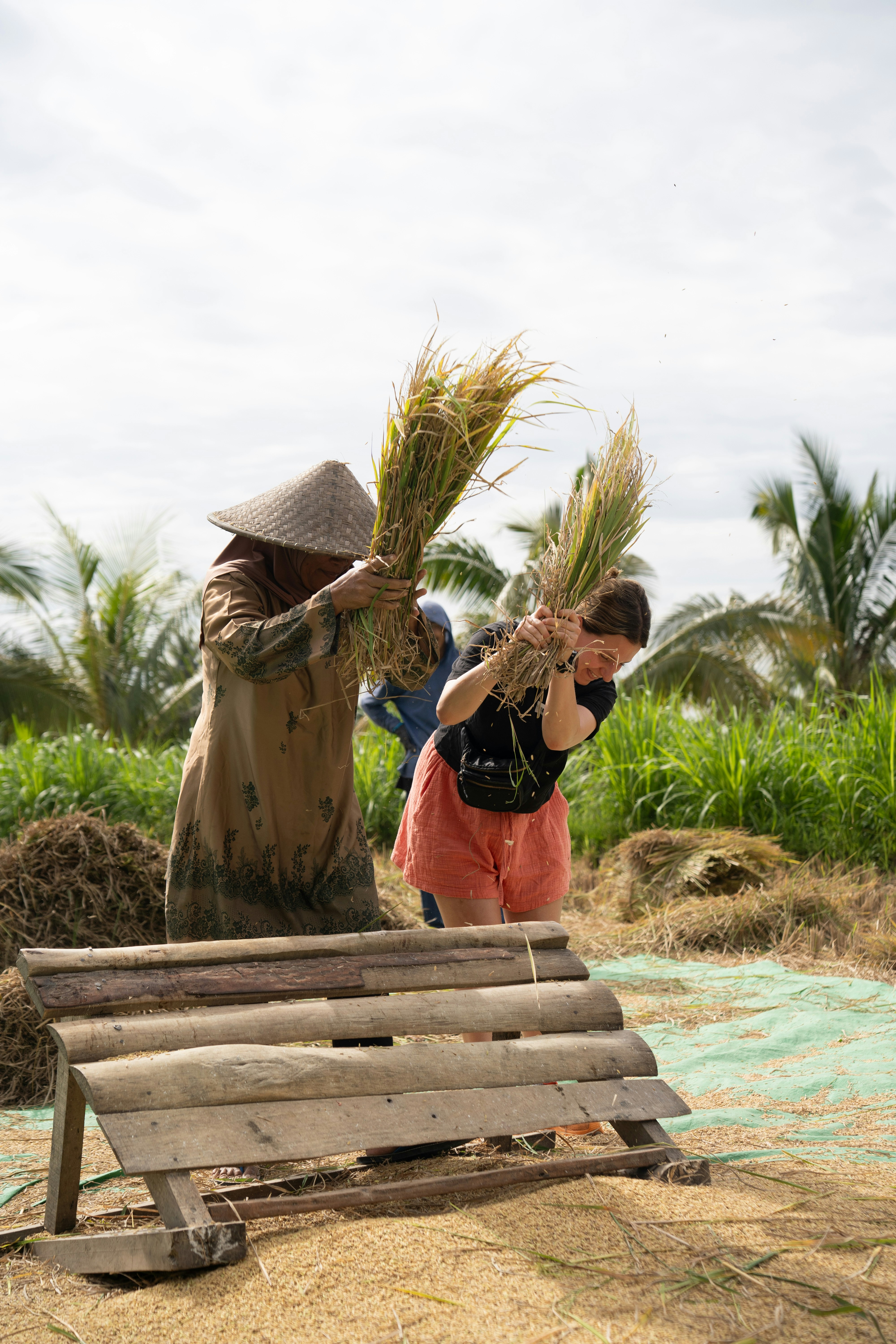 People harvest rice in a rural field.