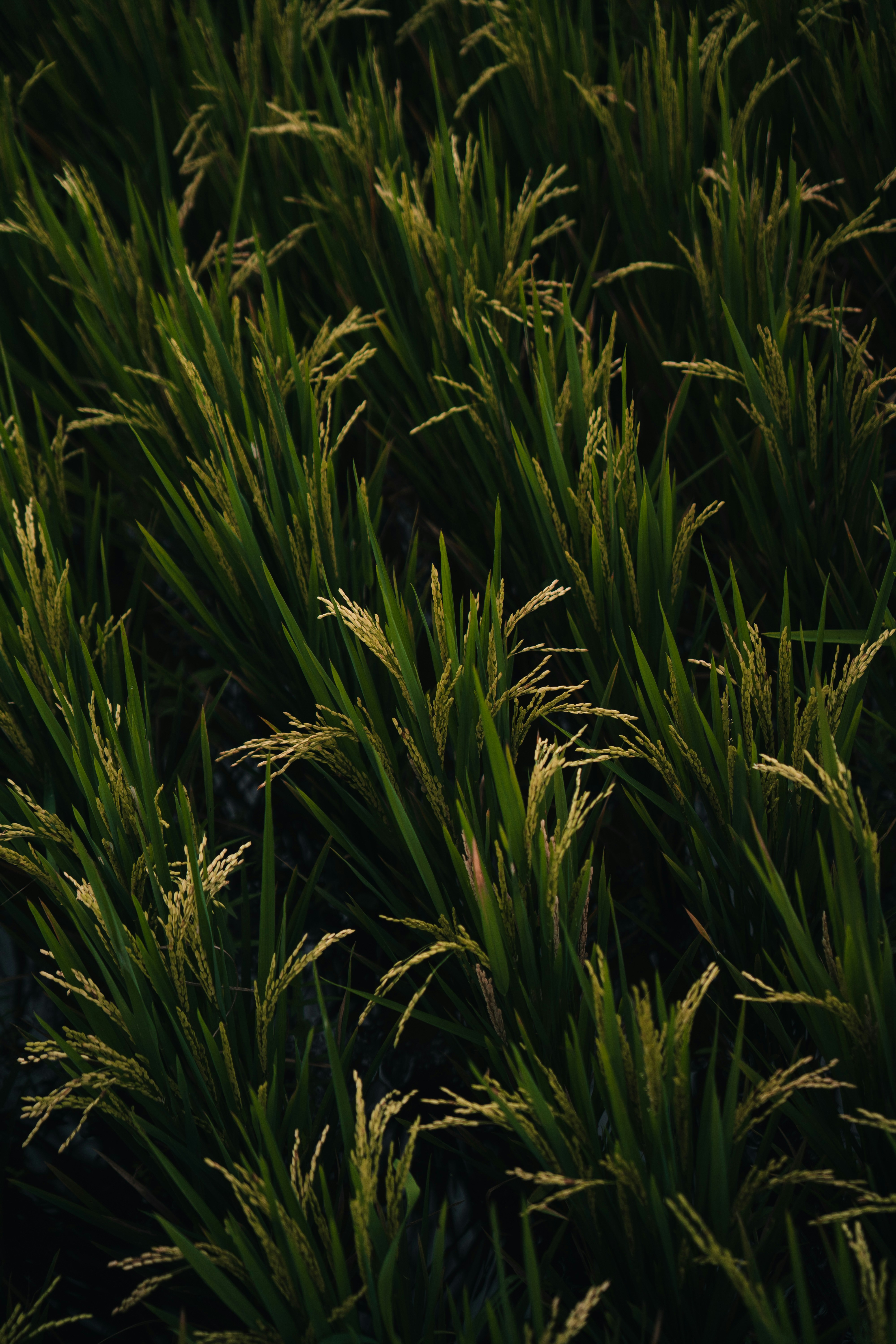 Rice plants stand tall in a lush field. photo – Free Indonesia Image on ...