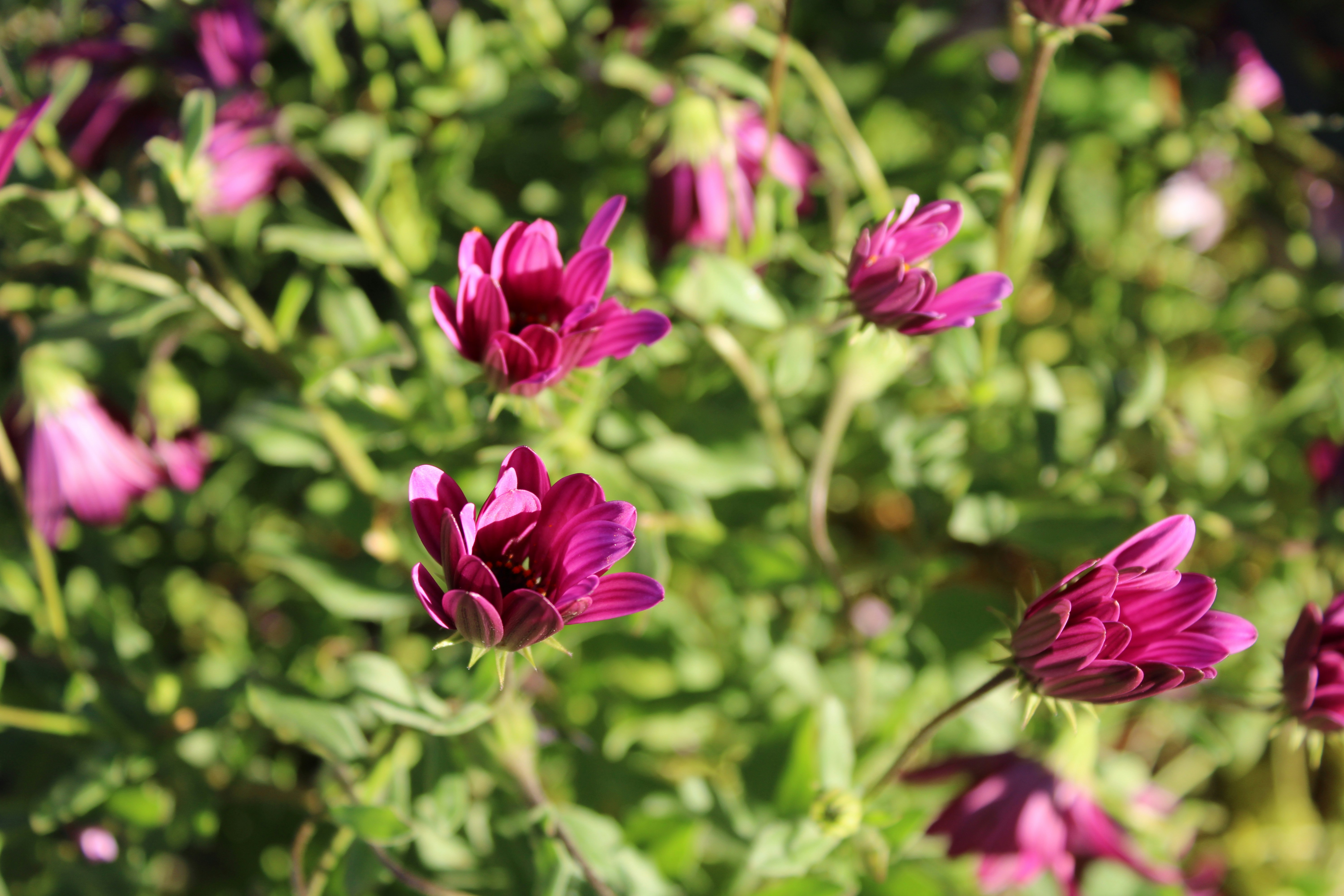 Here is a possible caption: purple flowers bloom among green foliage ...