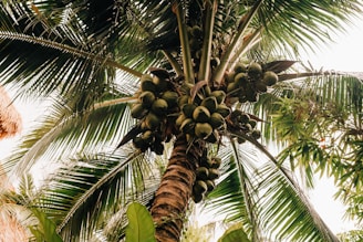A coconut tree is full of green coconuts.