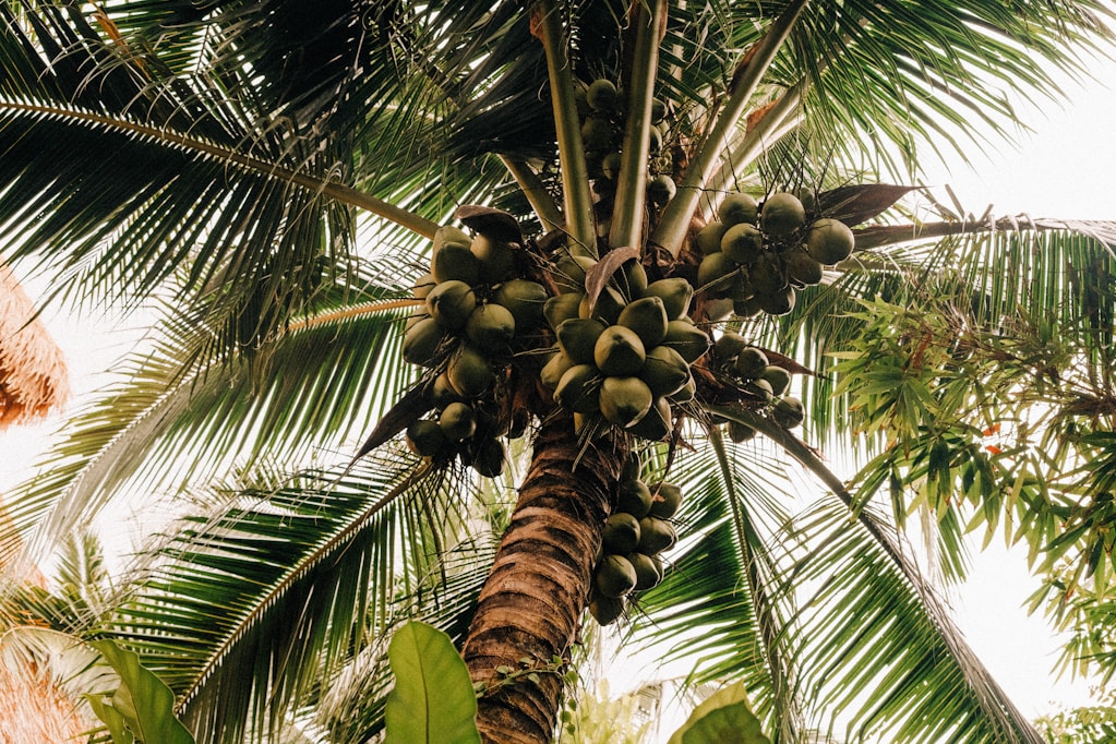 A coconut tree is full of green coconuts.