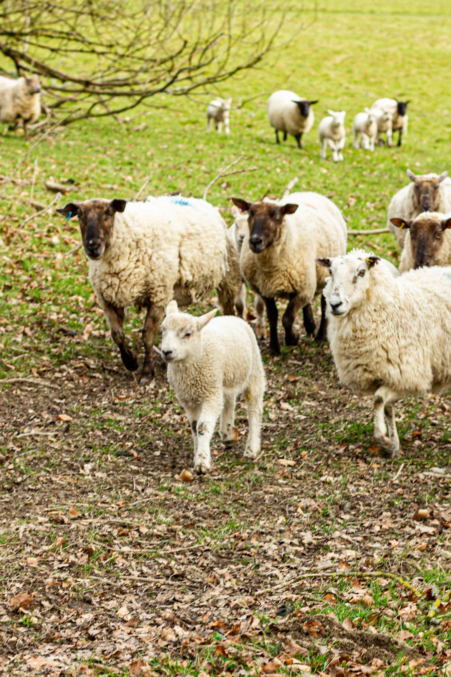 A flock of sheep on open pasture