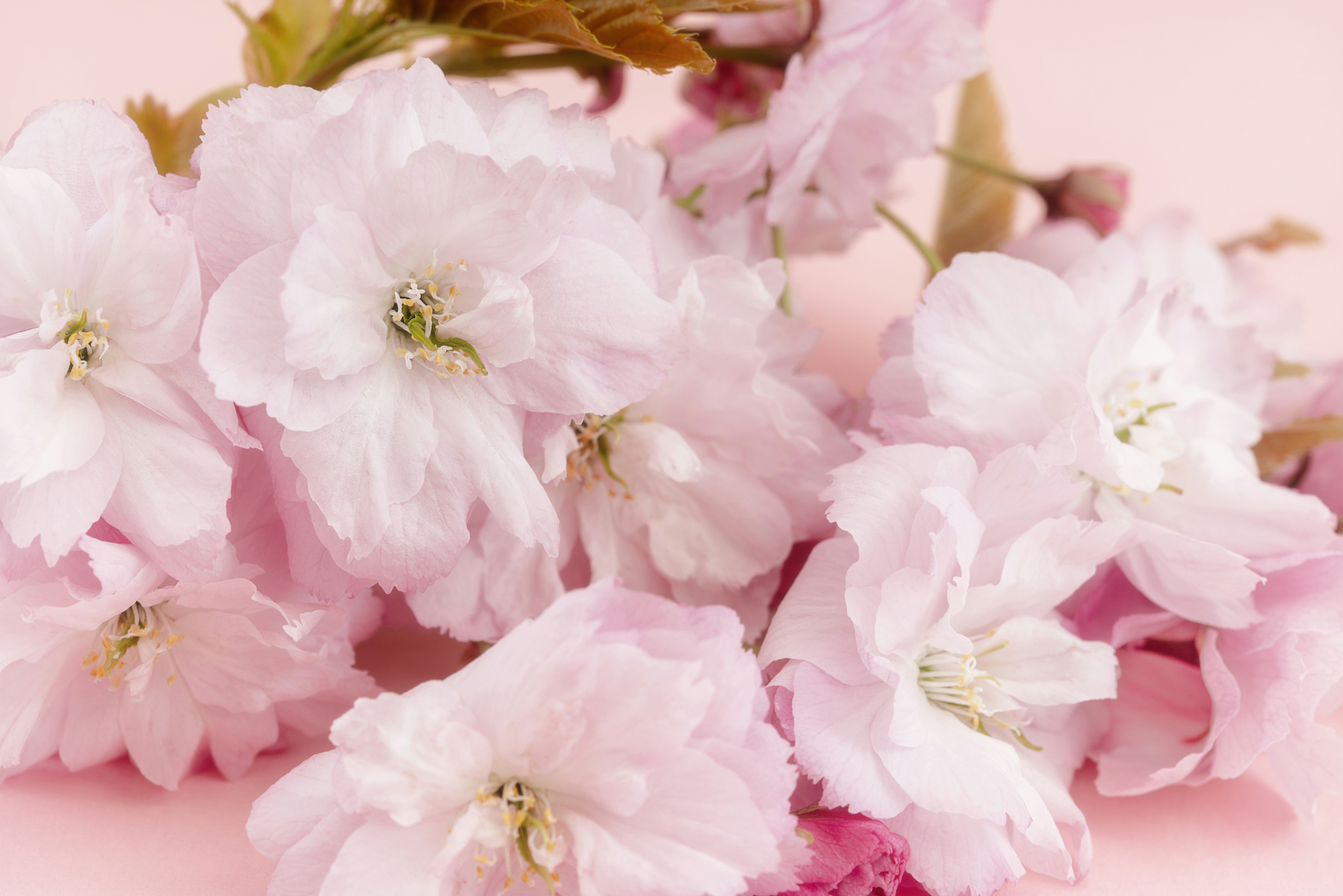 Delicate pink flowers are blooming beautifully.