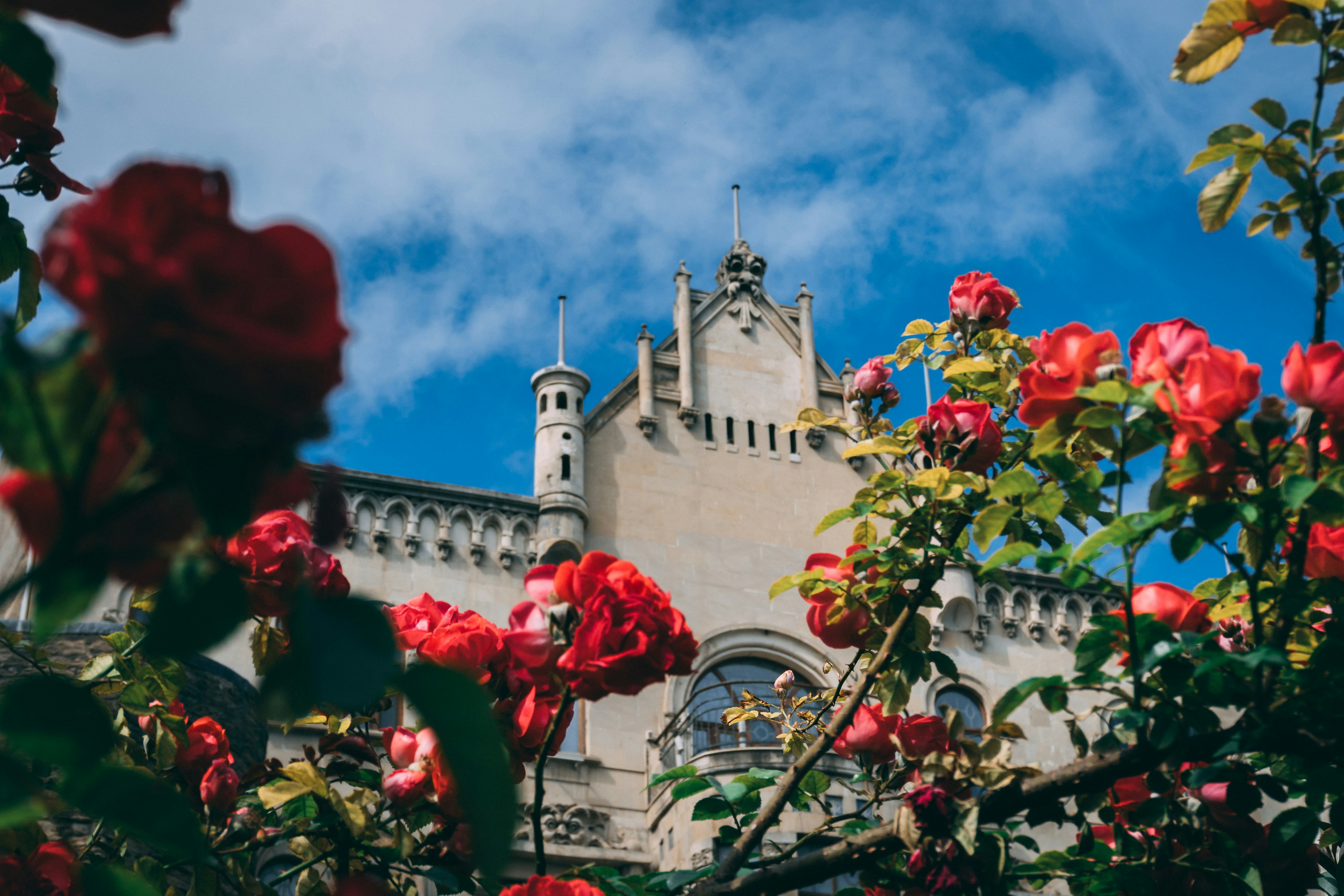 A castle stands behind beautiful red roses. photo – Free Flower Image ...