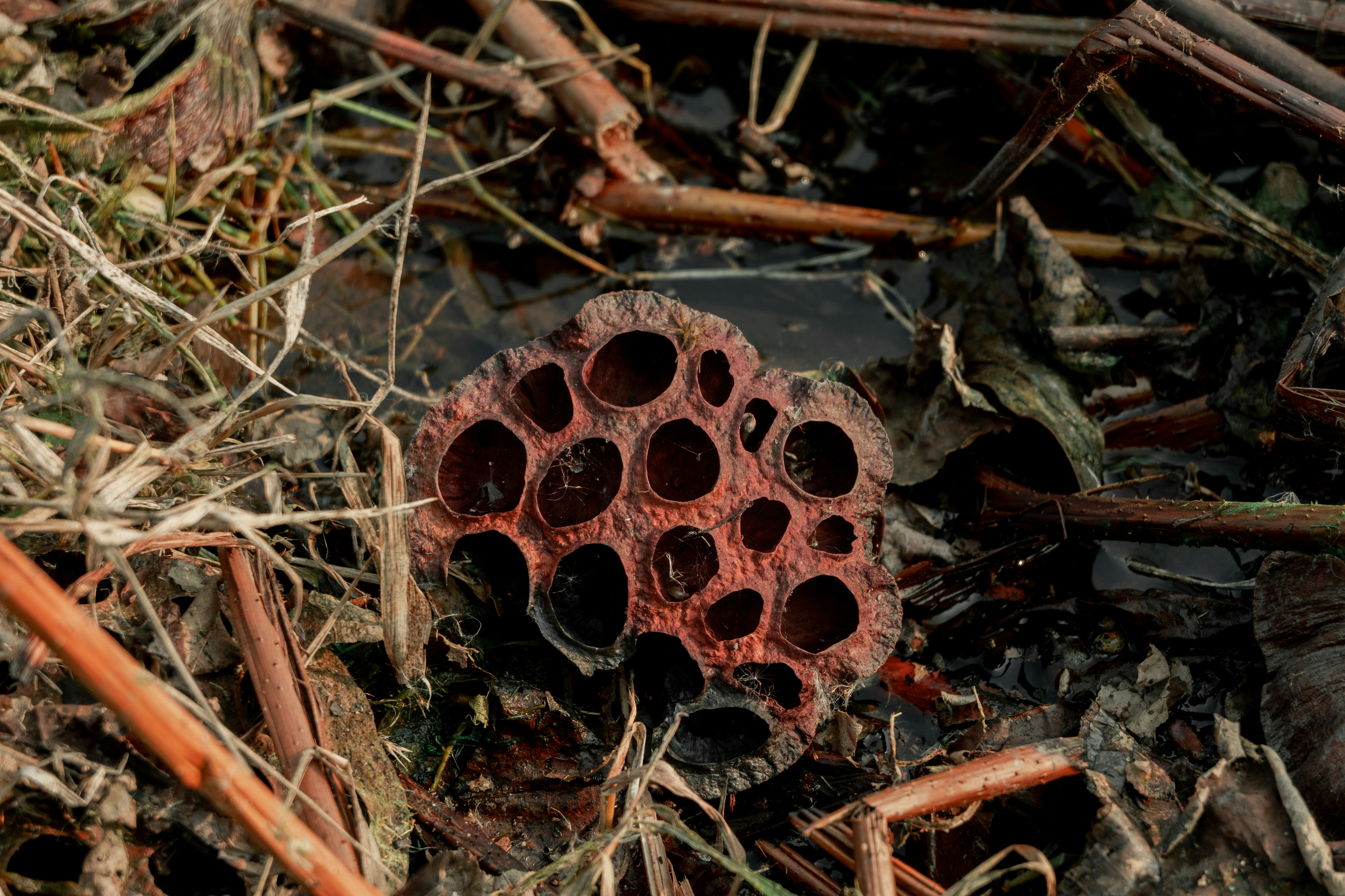 In Brief: Thailand-Cambodia Ceasefire Violations Test Malaysian-Led Monitoring Framework