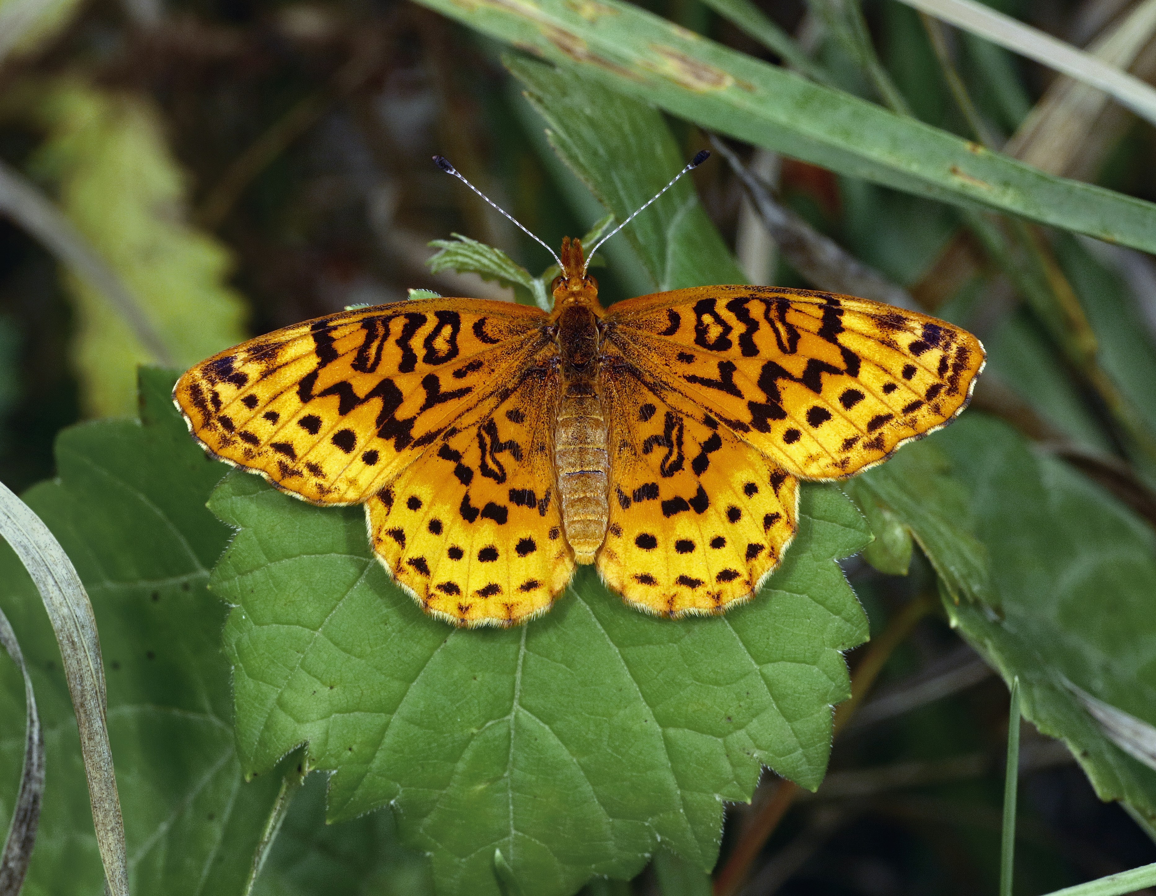 Photo by telliottmbamsc