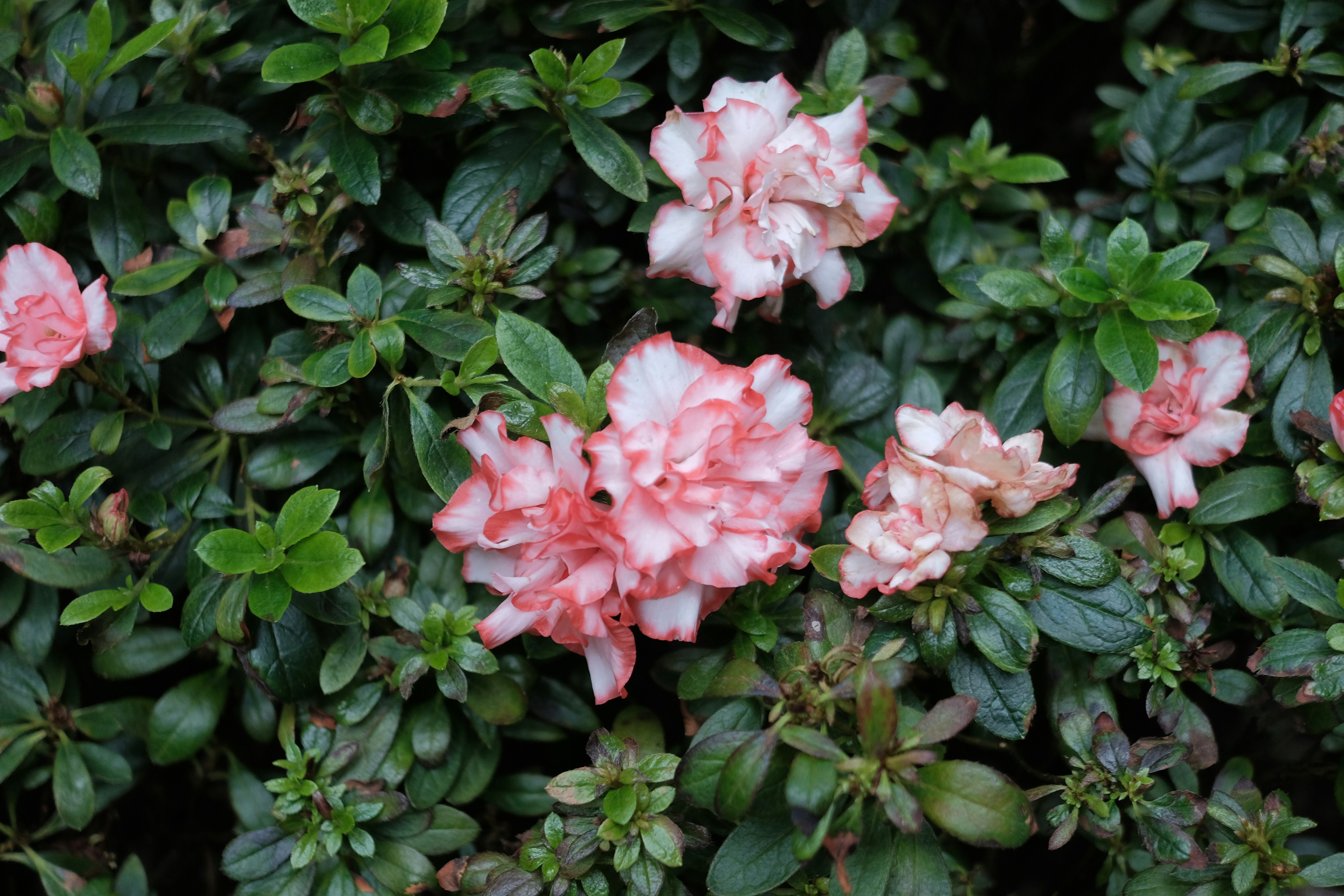 Photo by kiisstherain