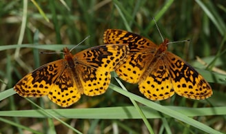 Two patterned butterflies rest in the grass.