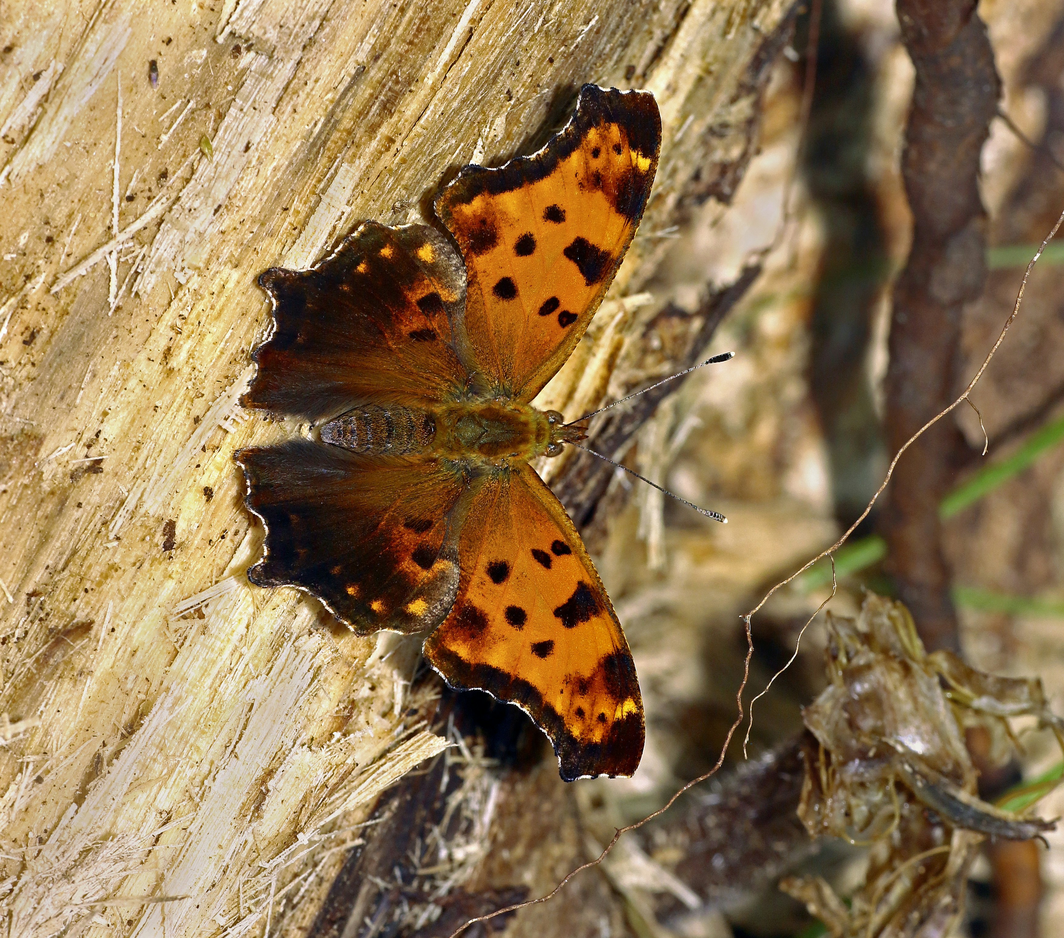 Photo by telliottmbamsc