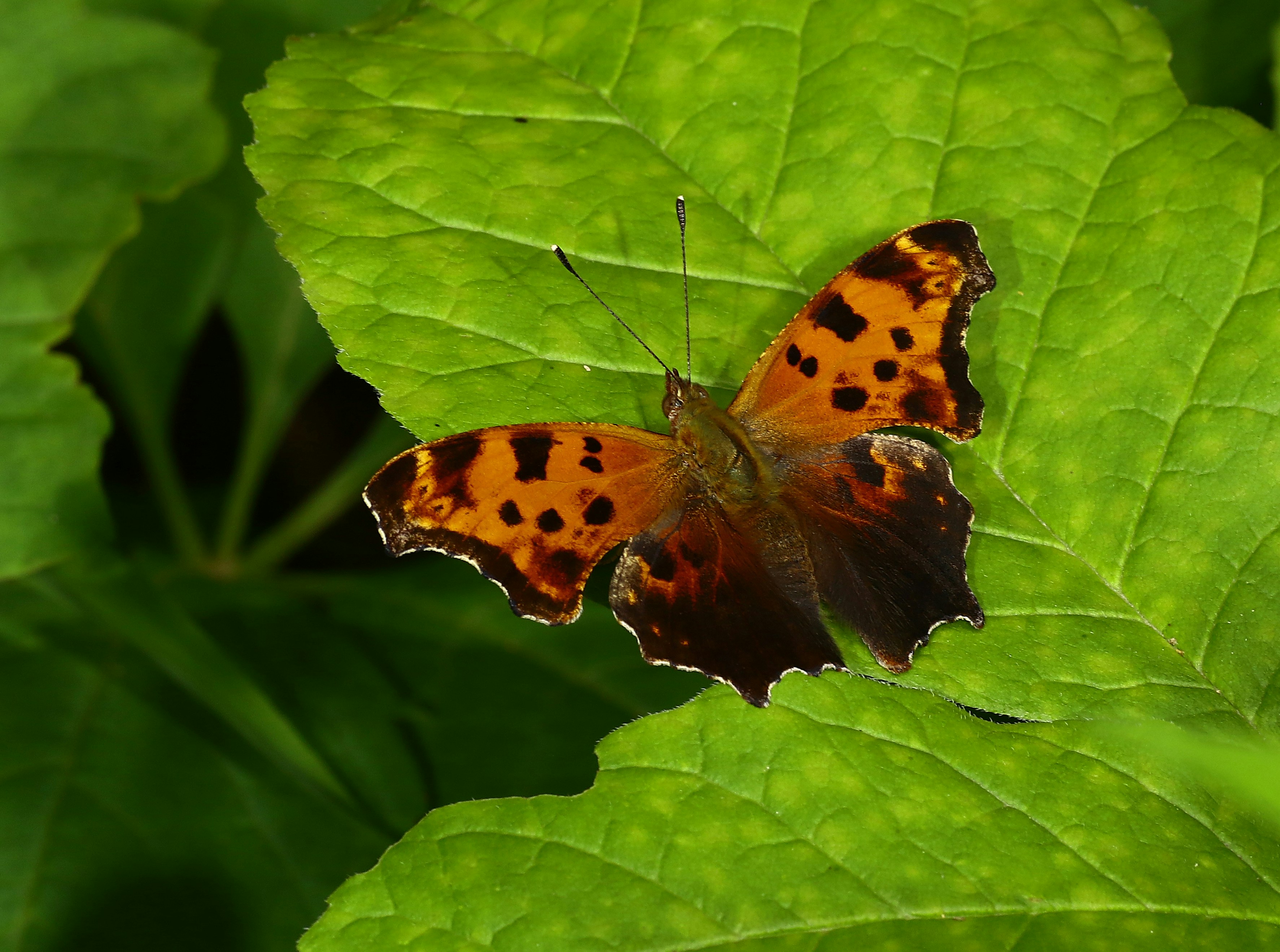 Photo by telliottmbamsc