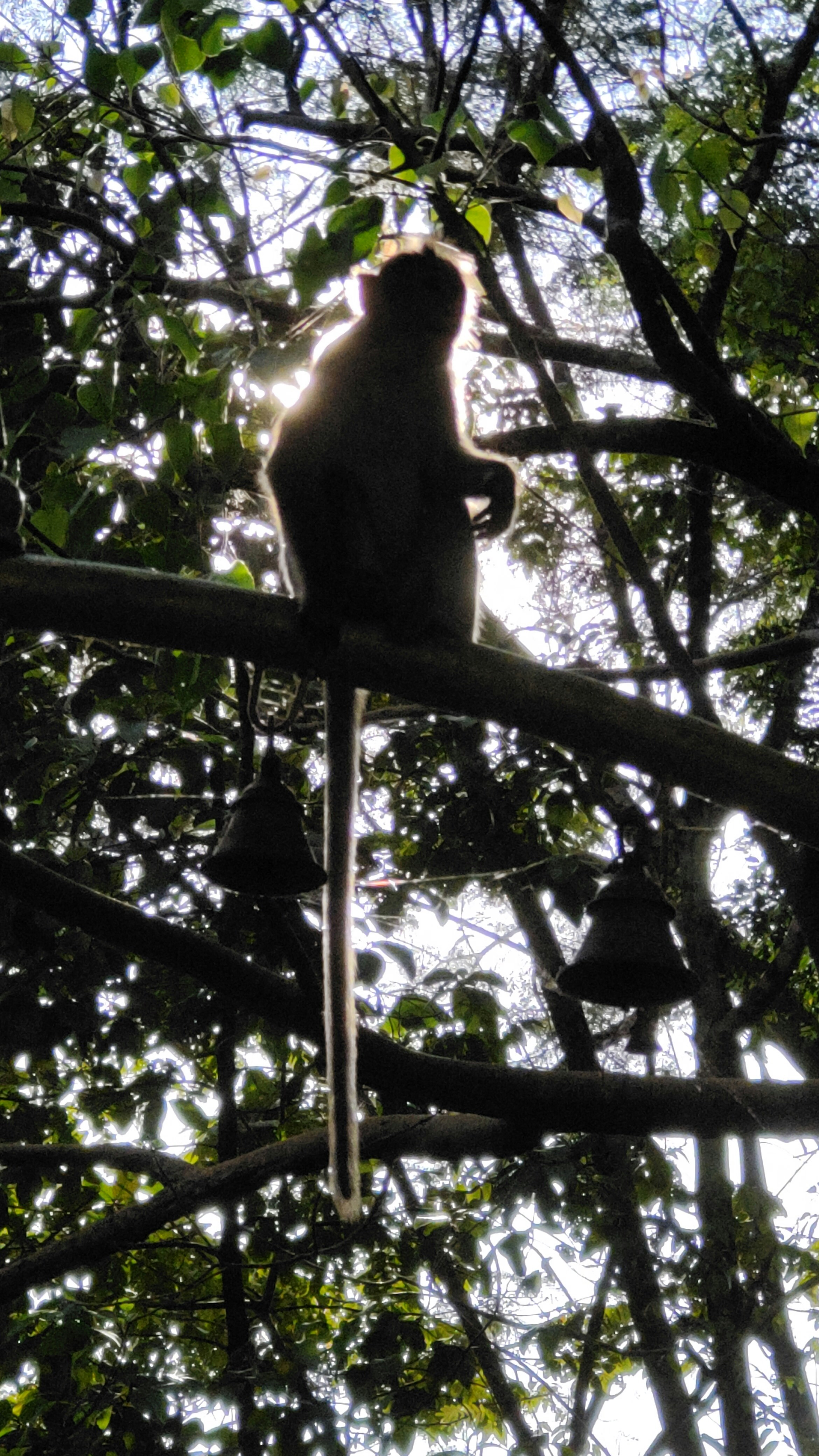 A monkey sits on a branch, silhouetted by sun