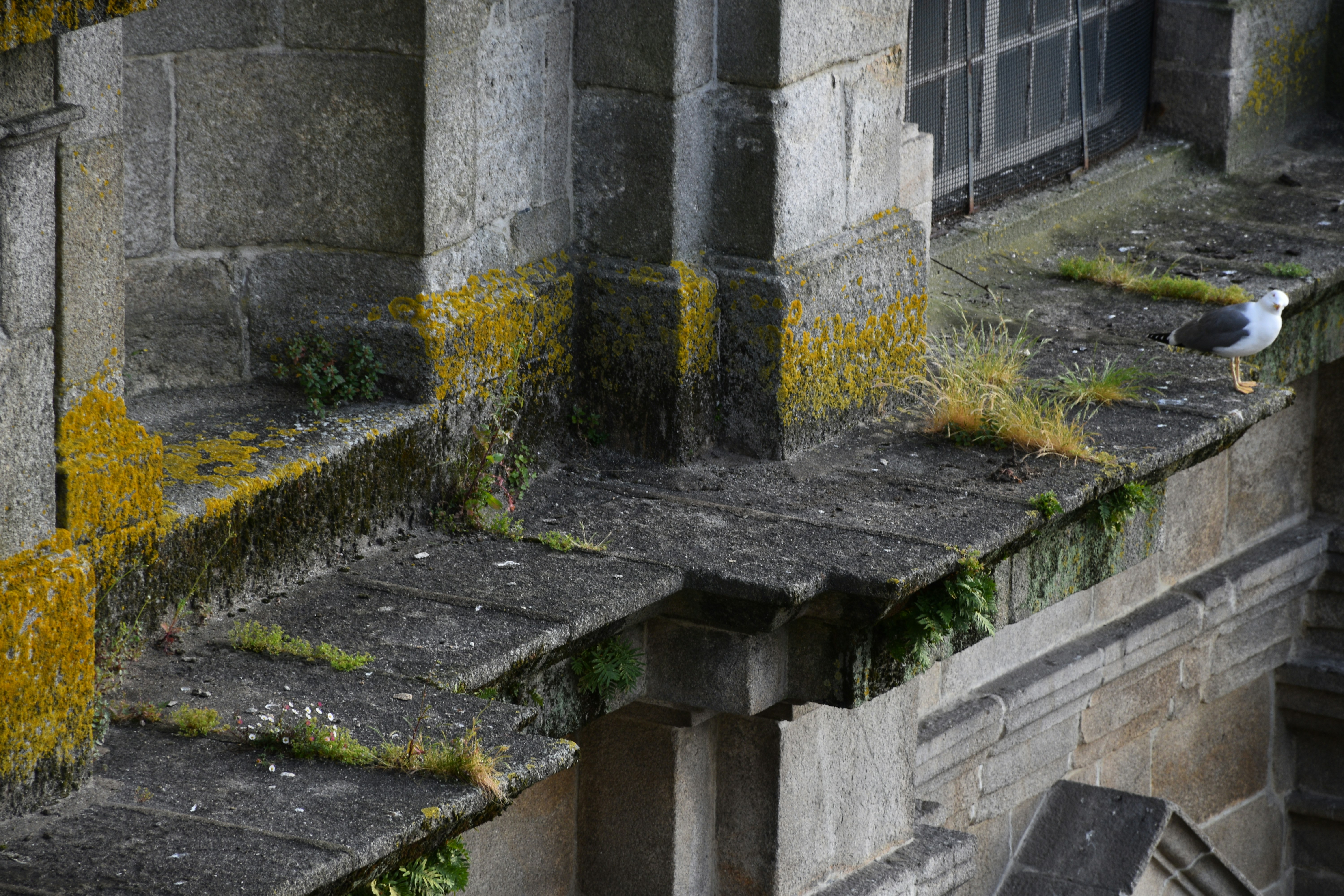 A seagull sits on a grassy stone ledge.