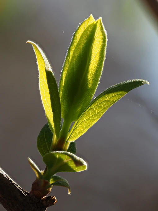 New leaves unfurling in the sunlight.
