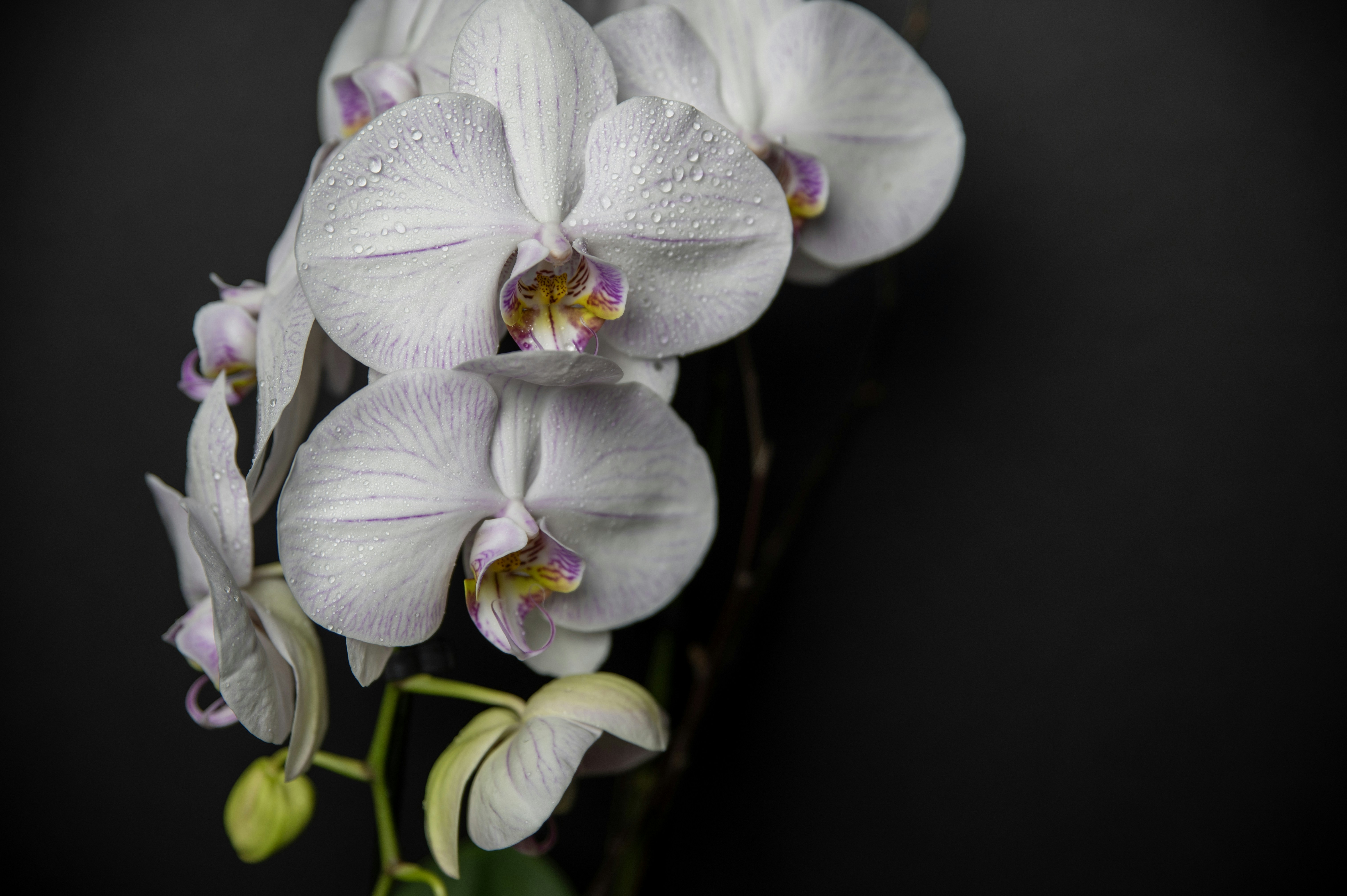 White orchids with a dark background. photo – Free Image on Unsplash, image size:3000x1996
