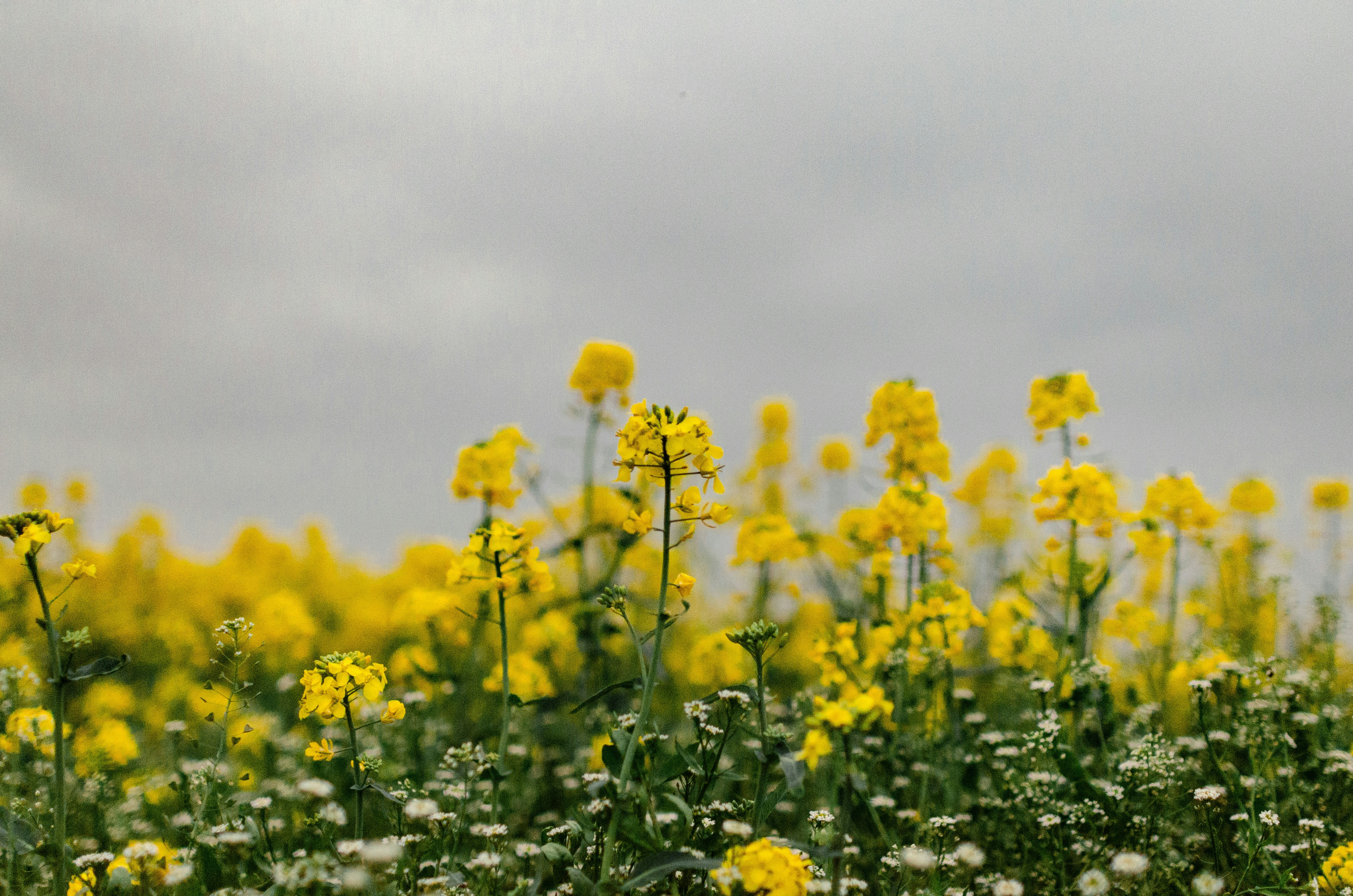 Photo by gamanalice3012