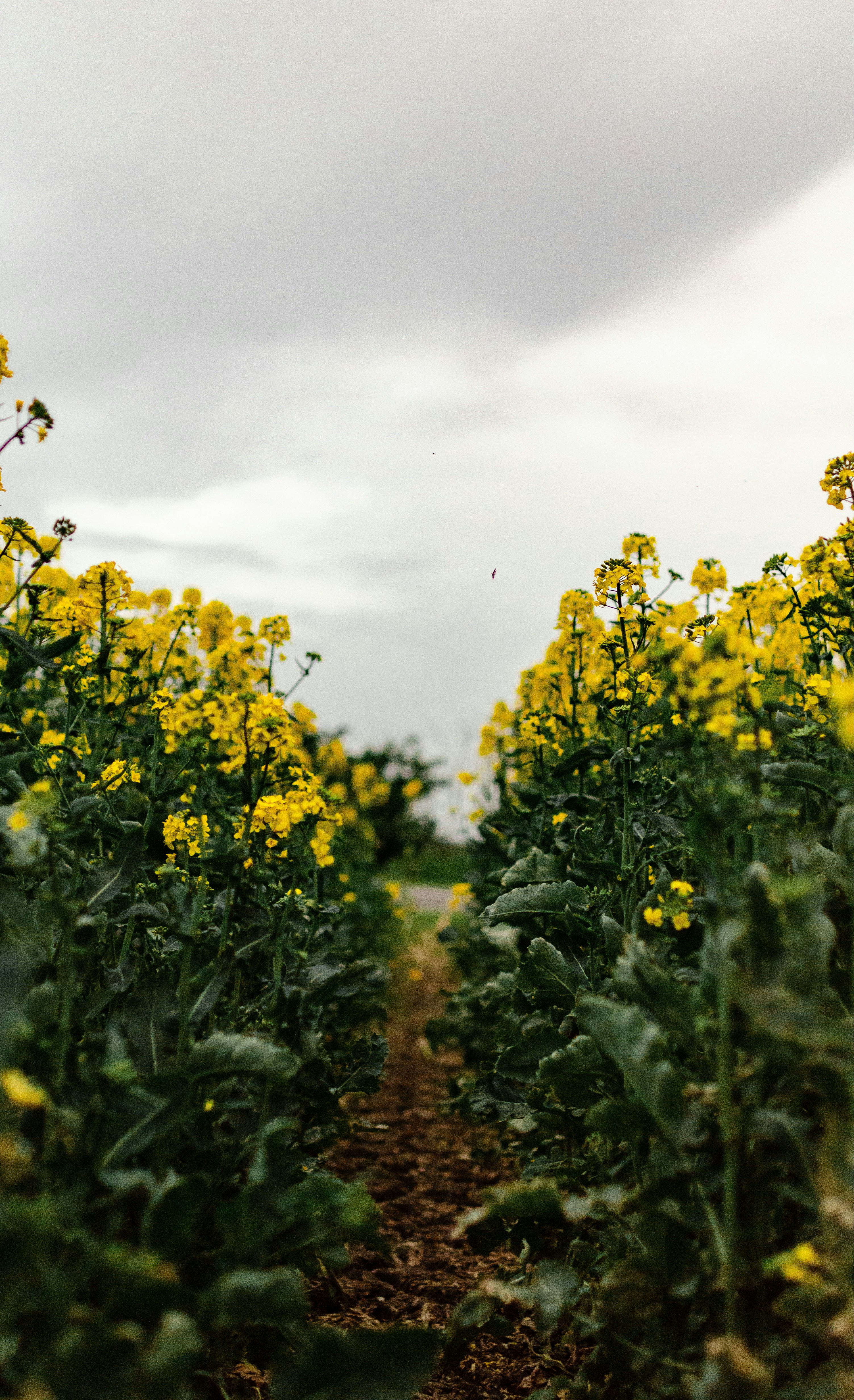 Un campo di fiori gialli sotto un cielo nuvoloso.