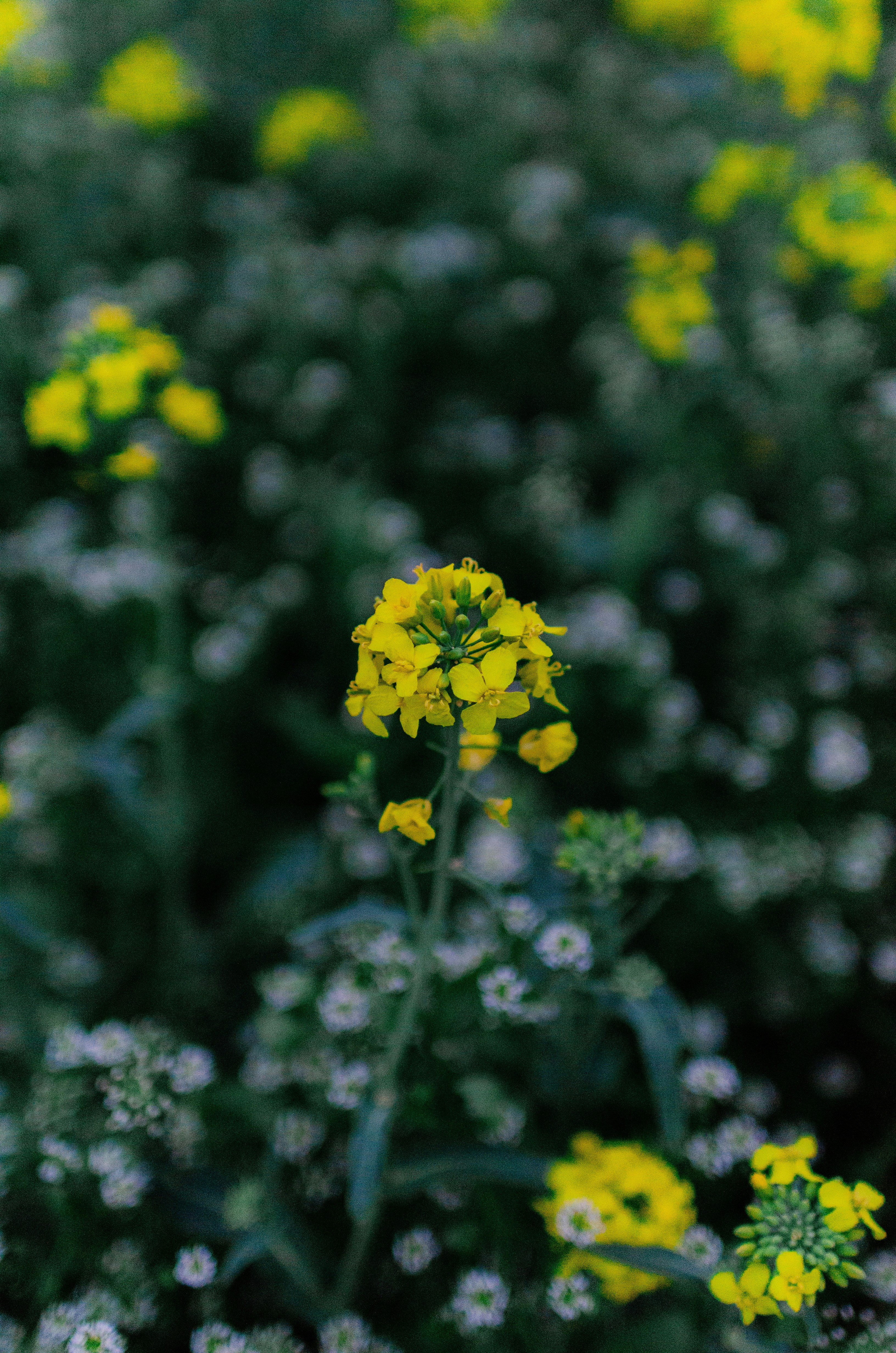 Photo by gamanalice3012