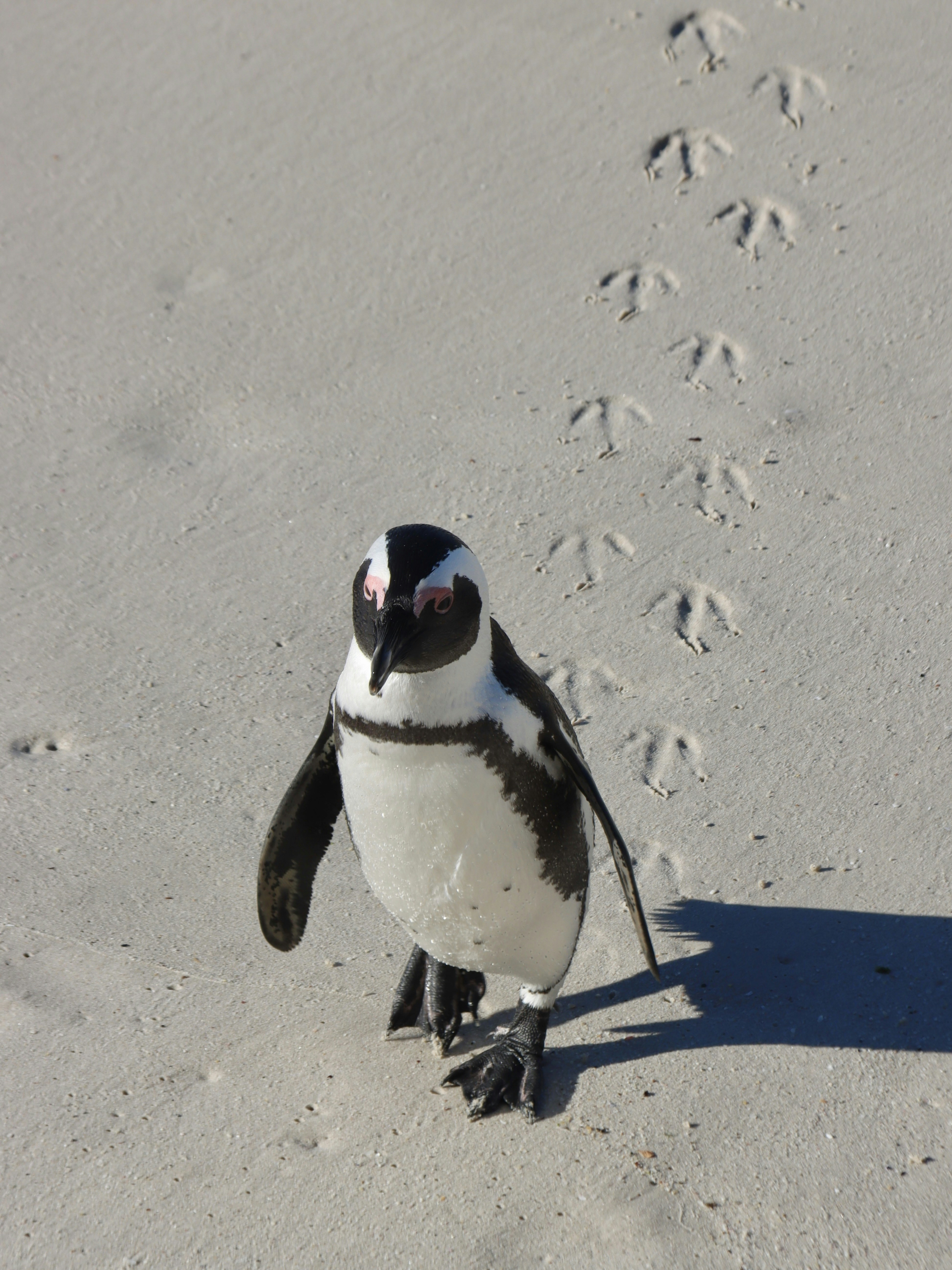 Un pinguino cammina sulla sabbia, lasciando impronte.