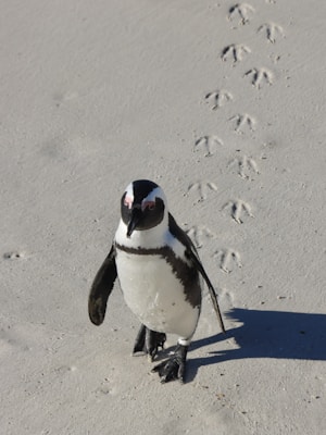 A penguin walks on sand, leaving footprints.