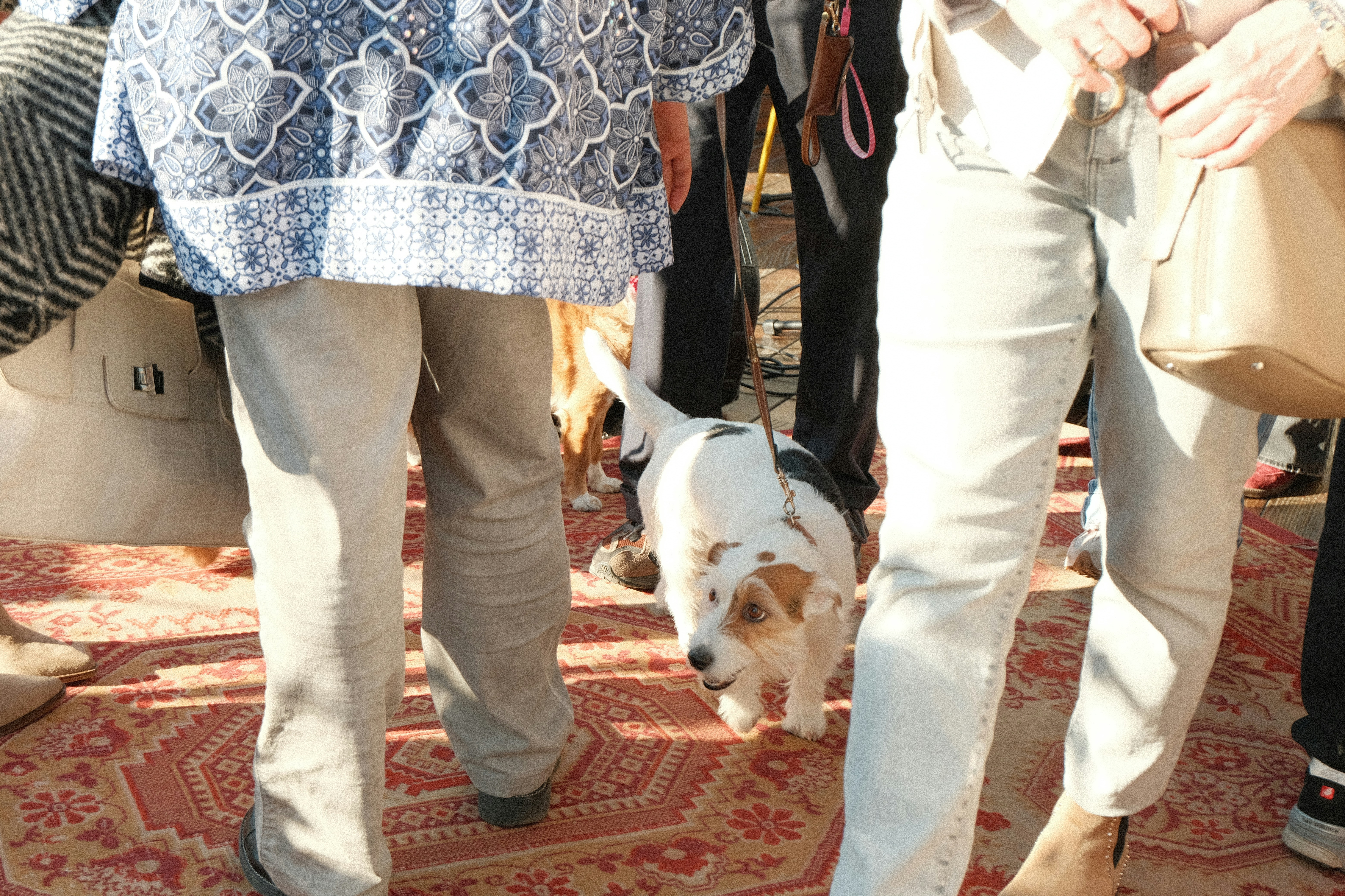 A dog walks among people's legs.