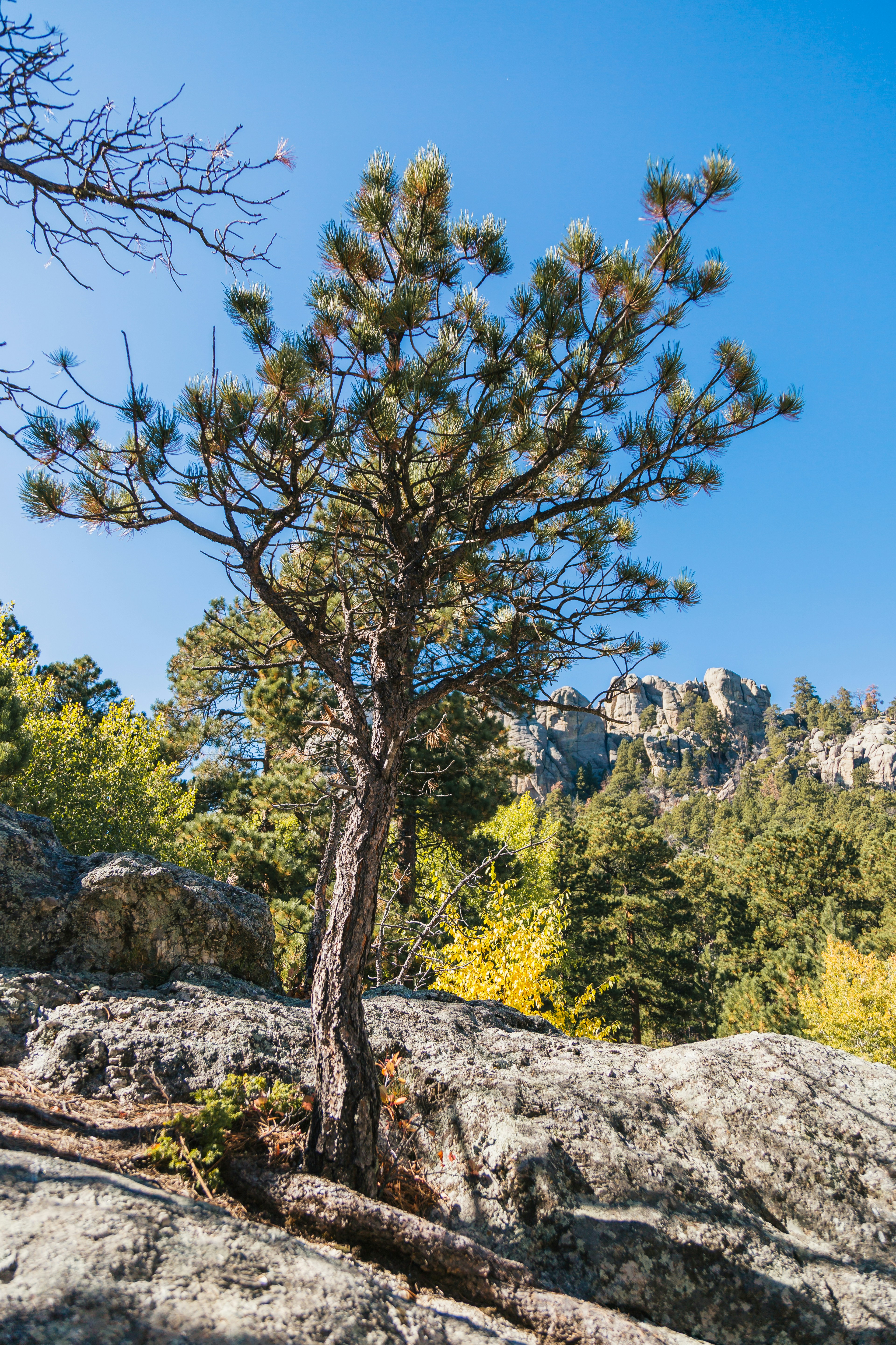 A pine tree grows among rocks and sunlight.