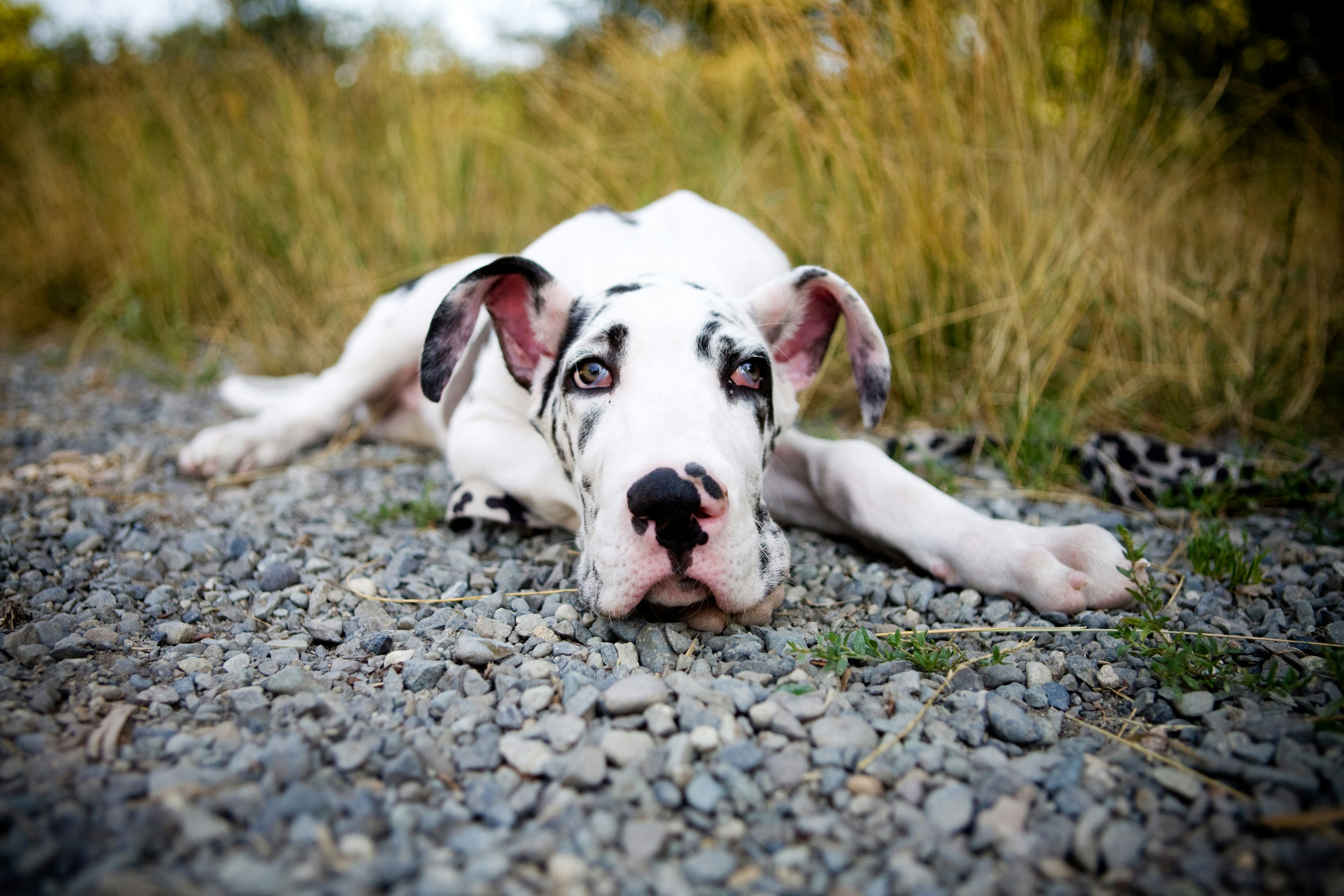 A dalmatian great dane rests on a rocky ground.
