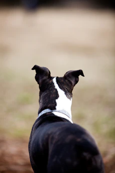 The dog is looking at something in the distance