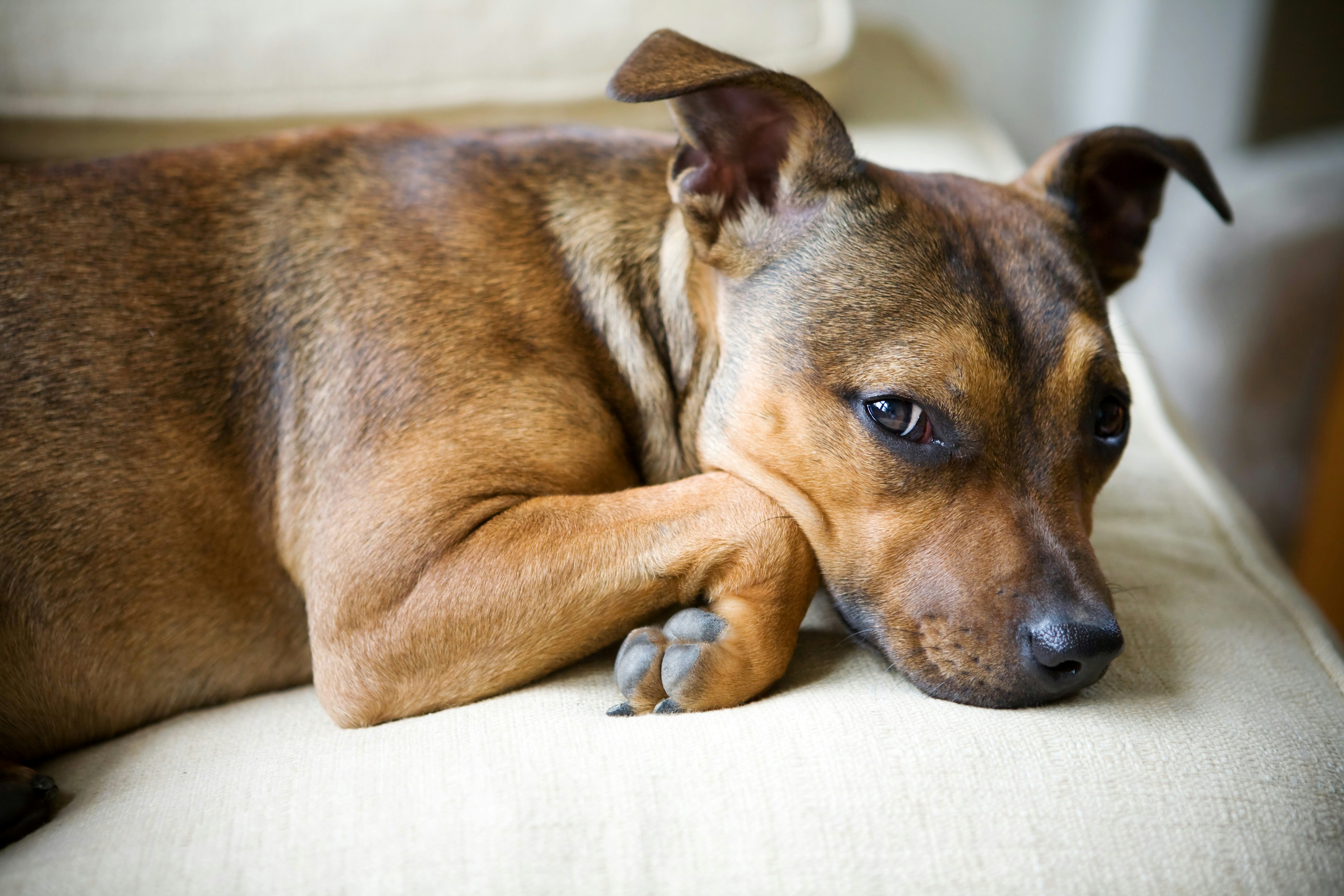 A brown dog rests its head on a couch.