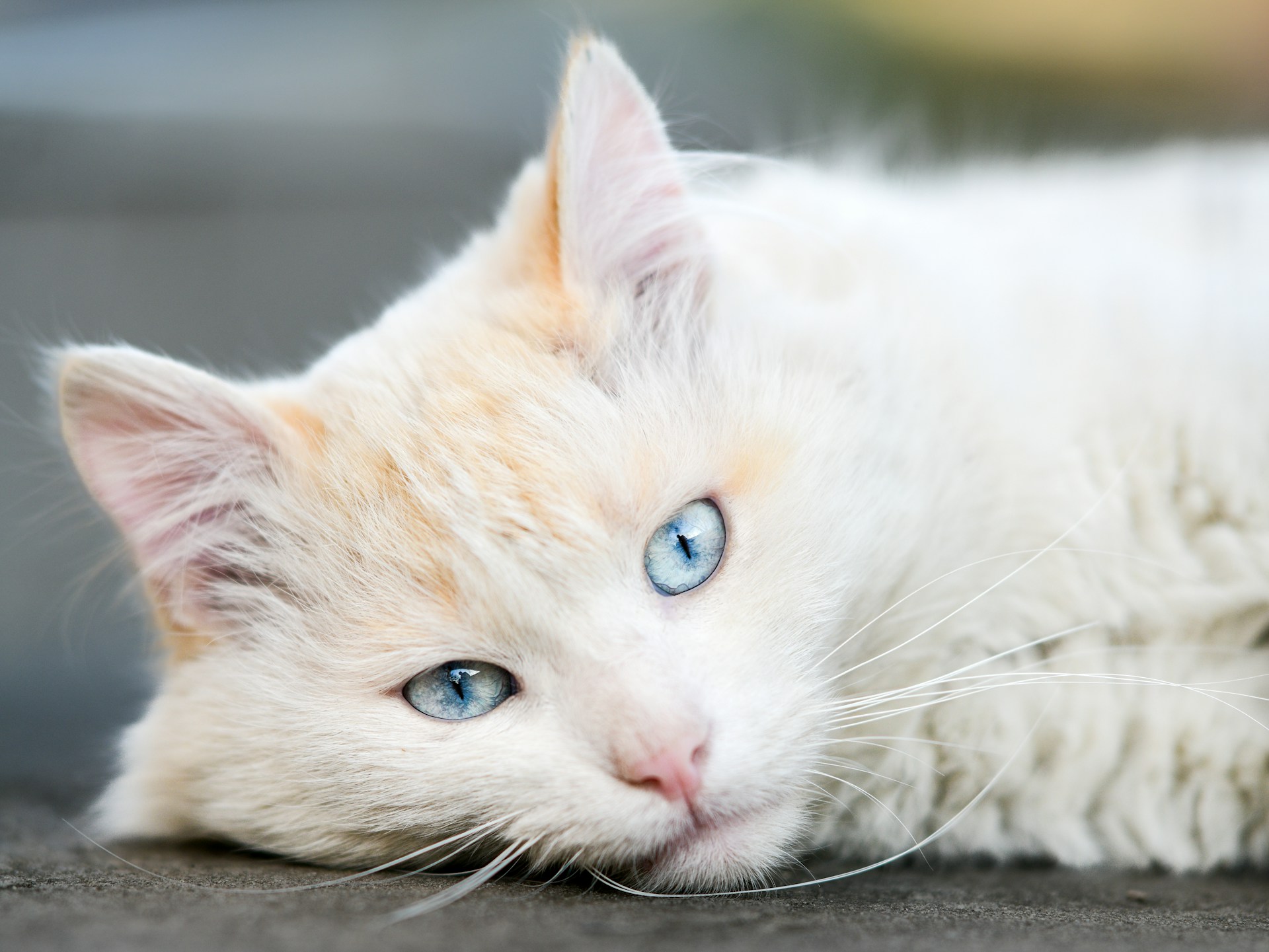 A white cat with blue eyes.
