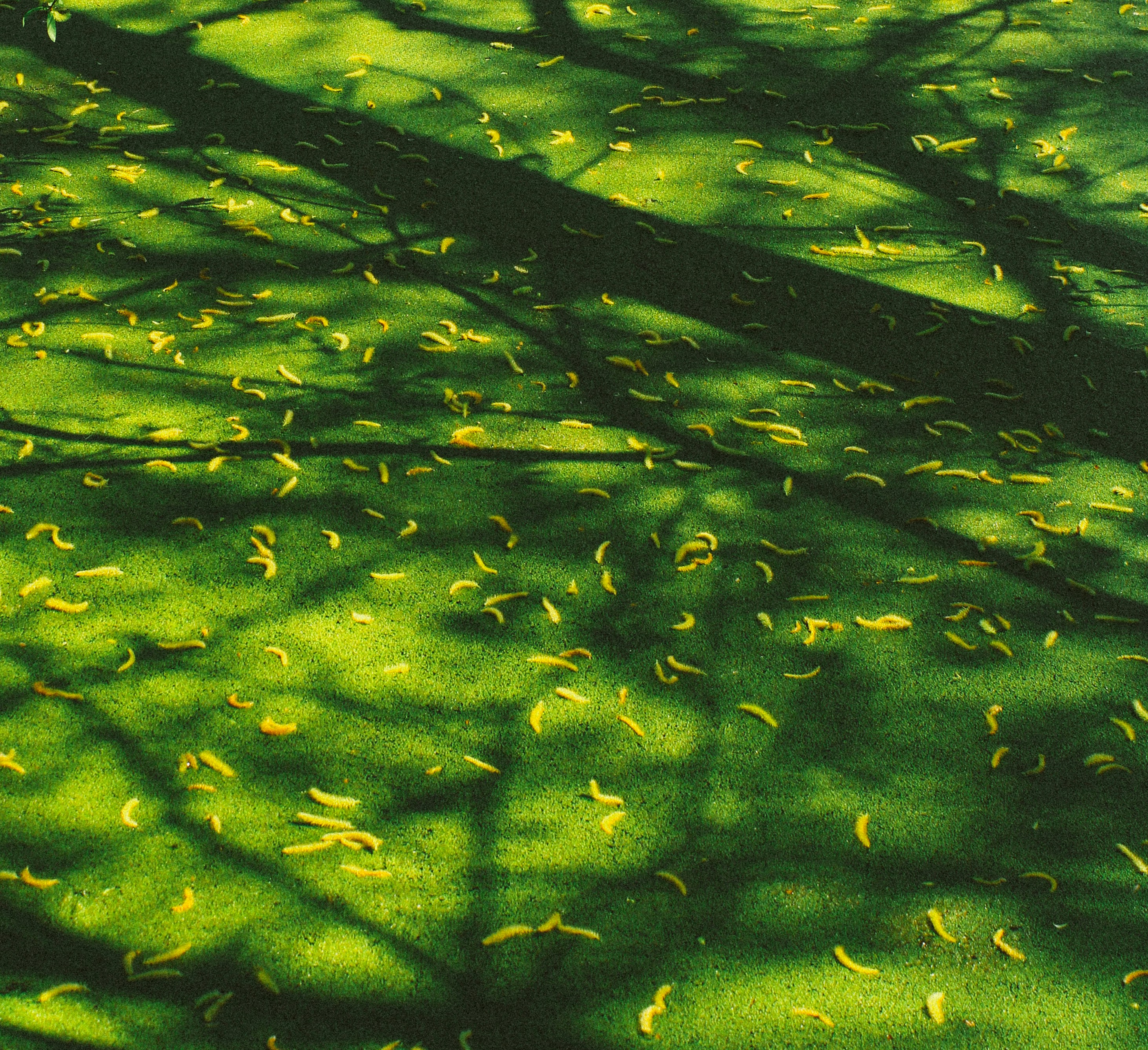 Photo by mineral_of_demon