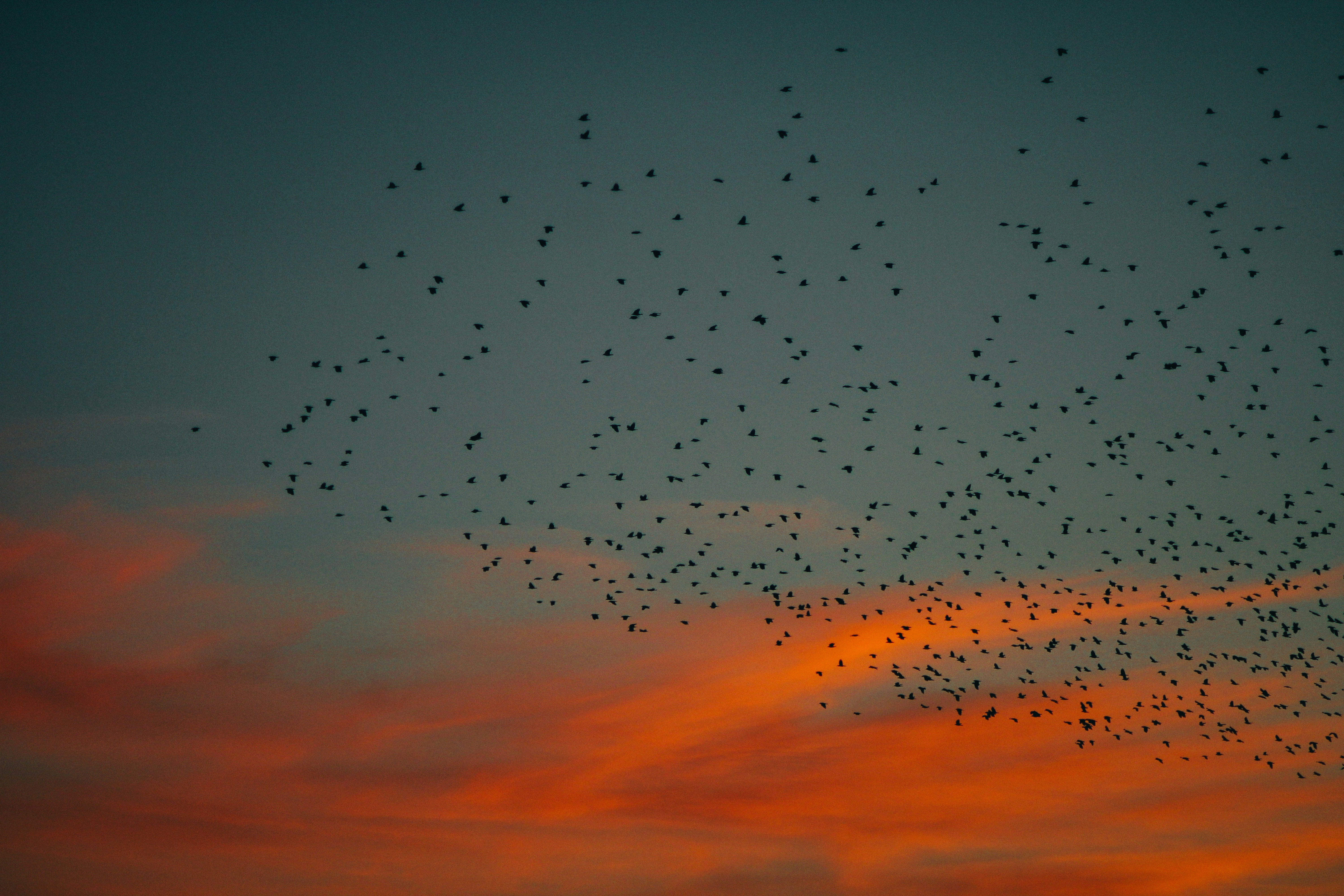 Migration Patterns: Following the Fire Trail (image credits: unsplash)
